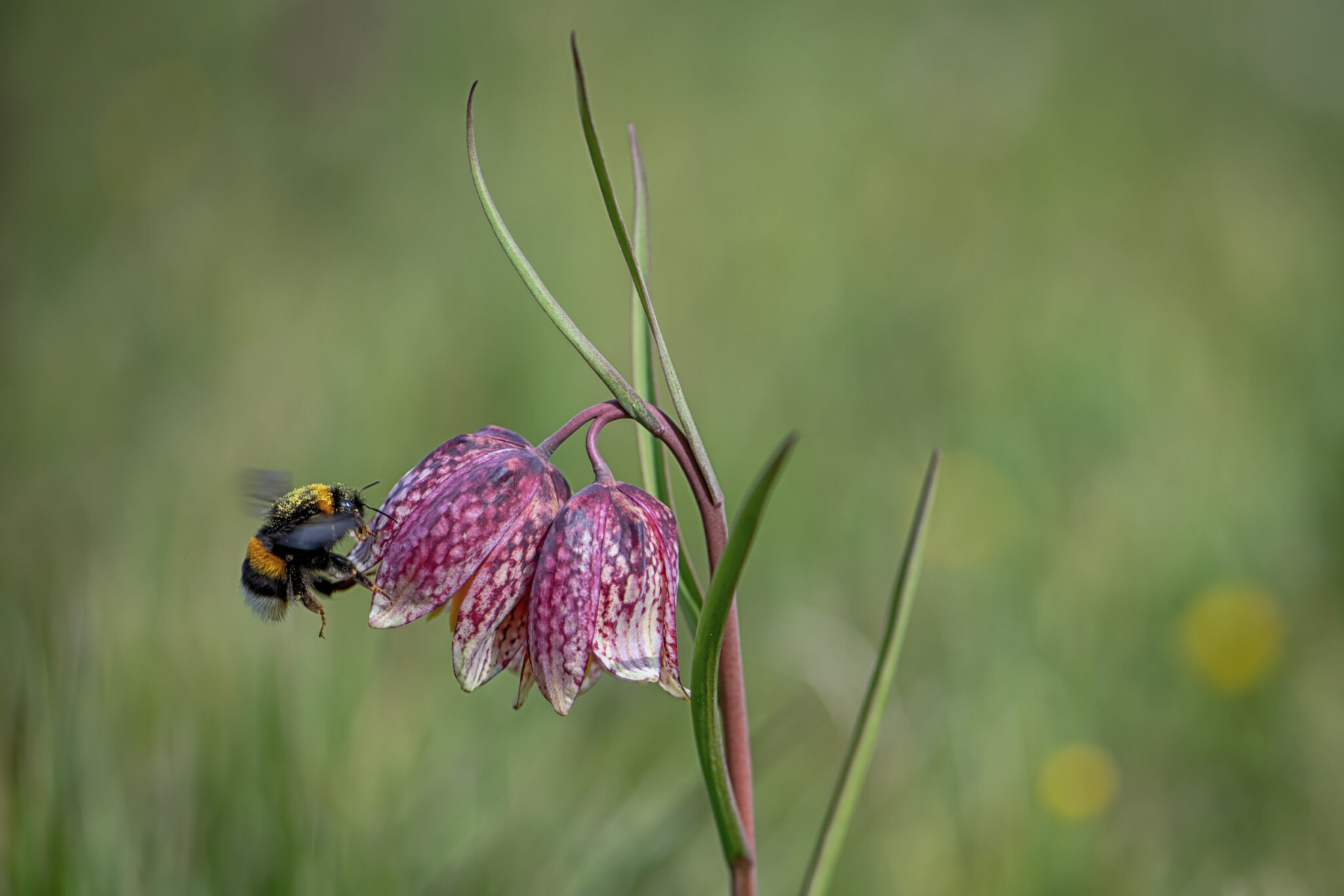 Schachbrettblume_mit_Hummel
