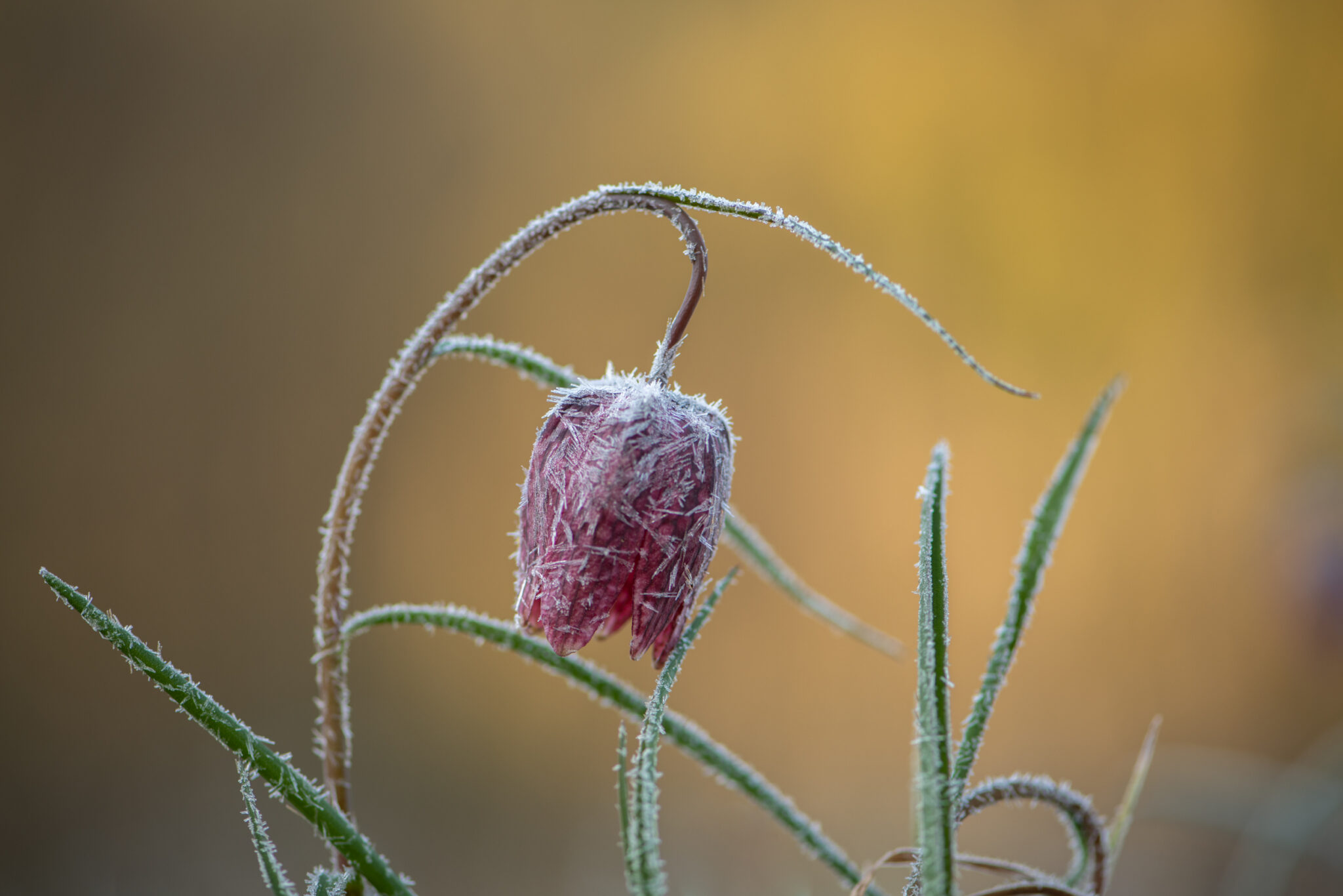 Schachbrettblume_Morgenfrost