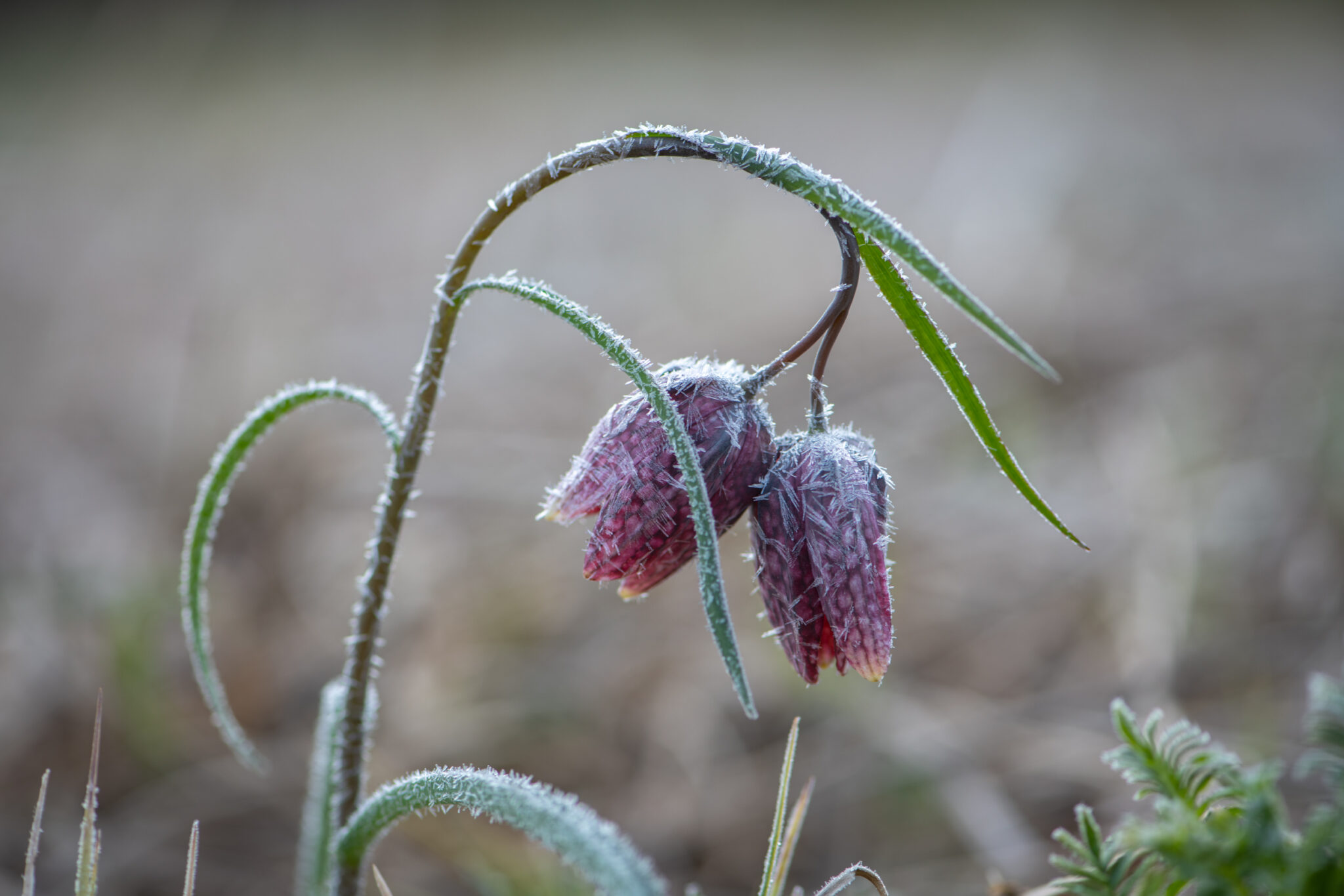 Schachbrettblume_Morgenfrost