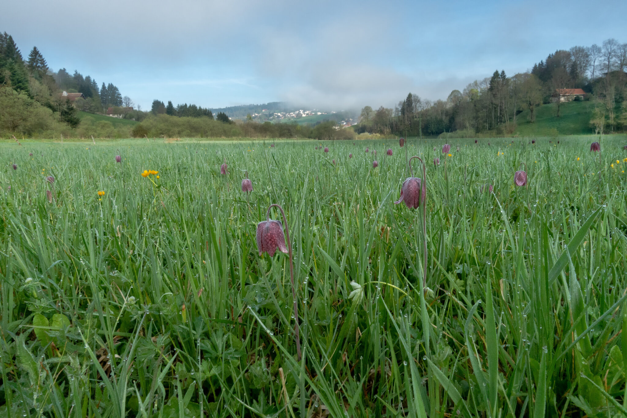 Les_Goudebas_Flachmoor_Blick_NW