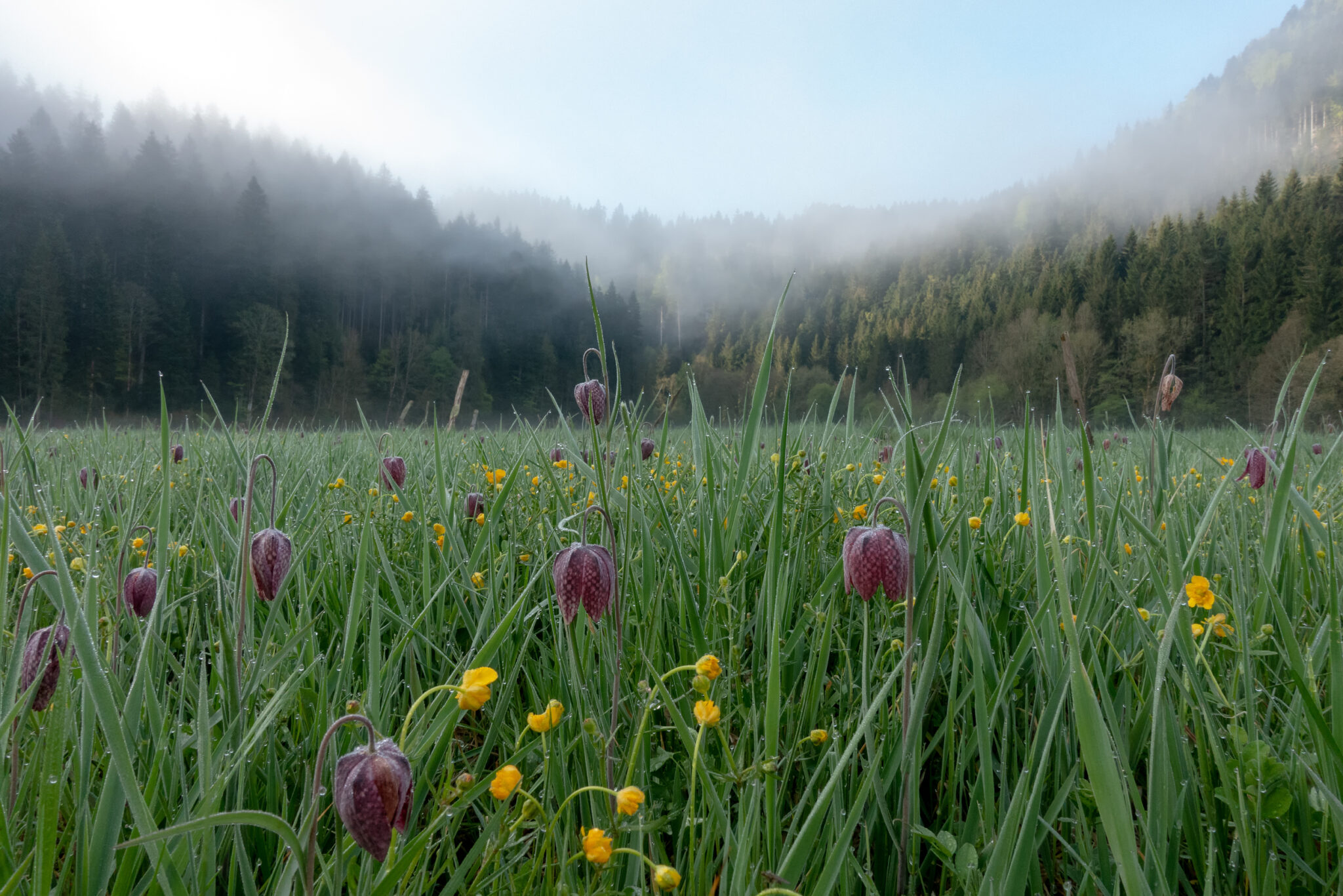 Les_Goudebas_Flachmoor_Blick_SO