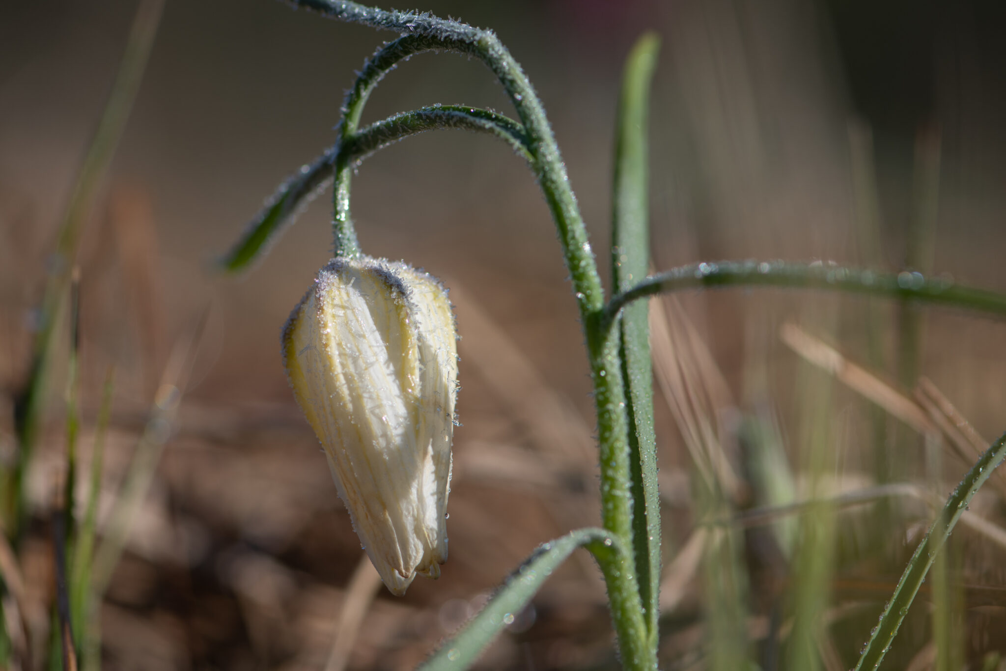 Weisse_Schachbrettblume