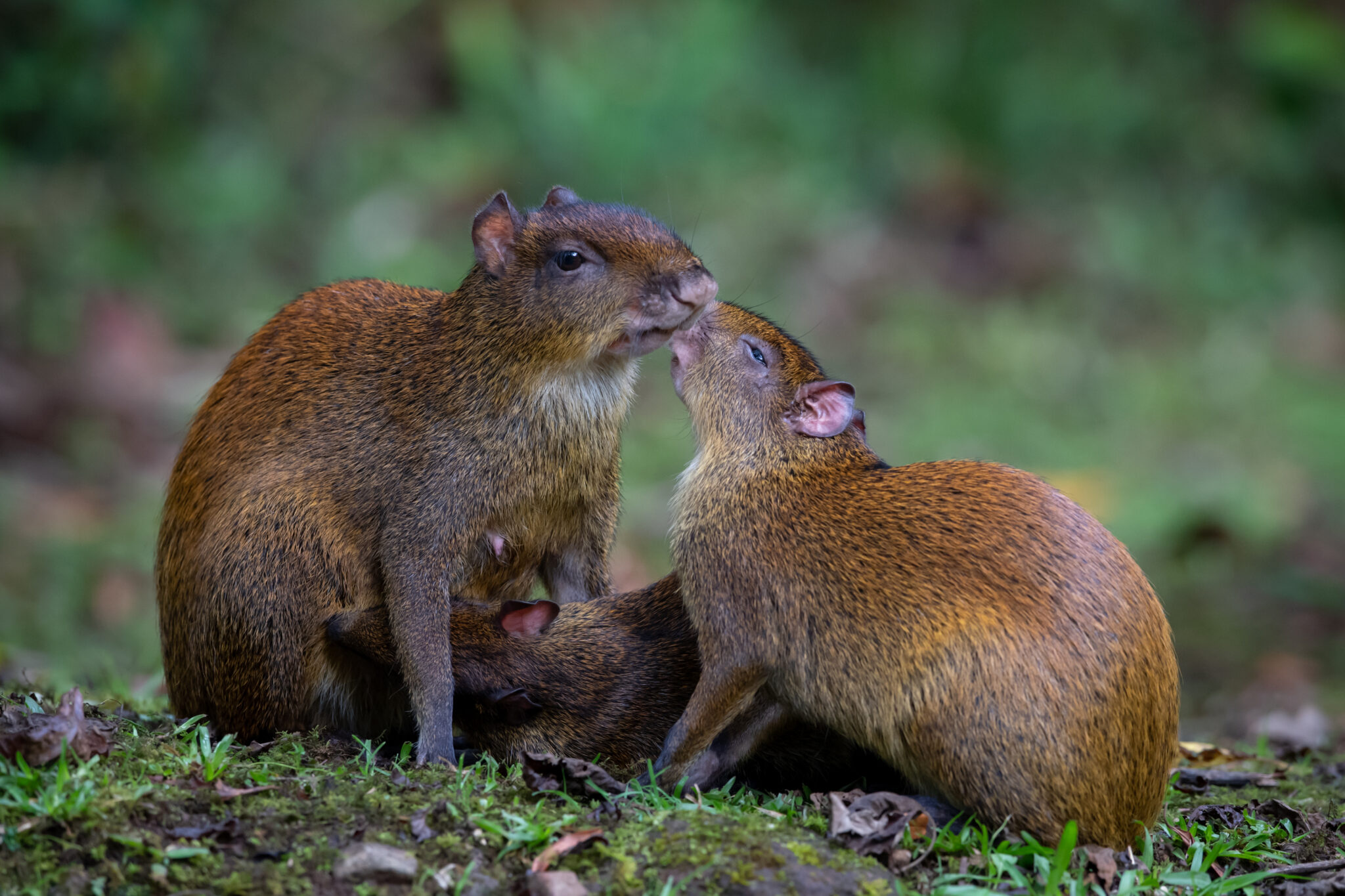 Mittelamerikanische Aguti