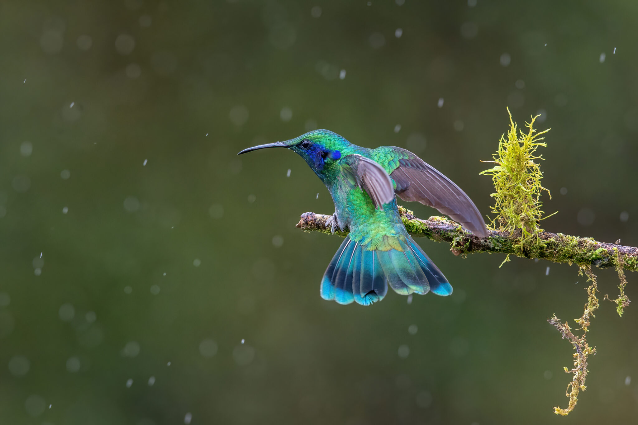 Berg_Veilchenohrkolibri