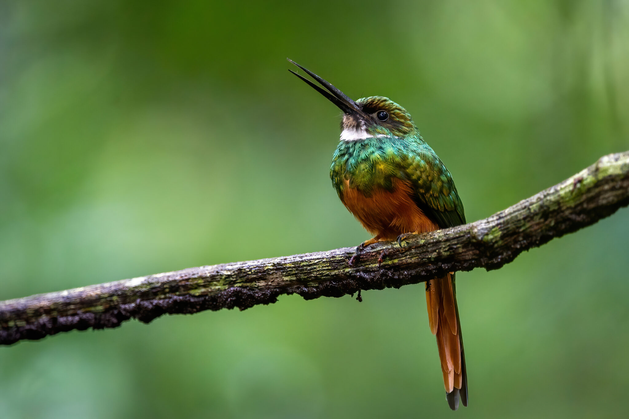 Rotschwanz-Glanzvogel