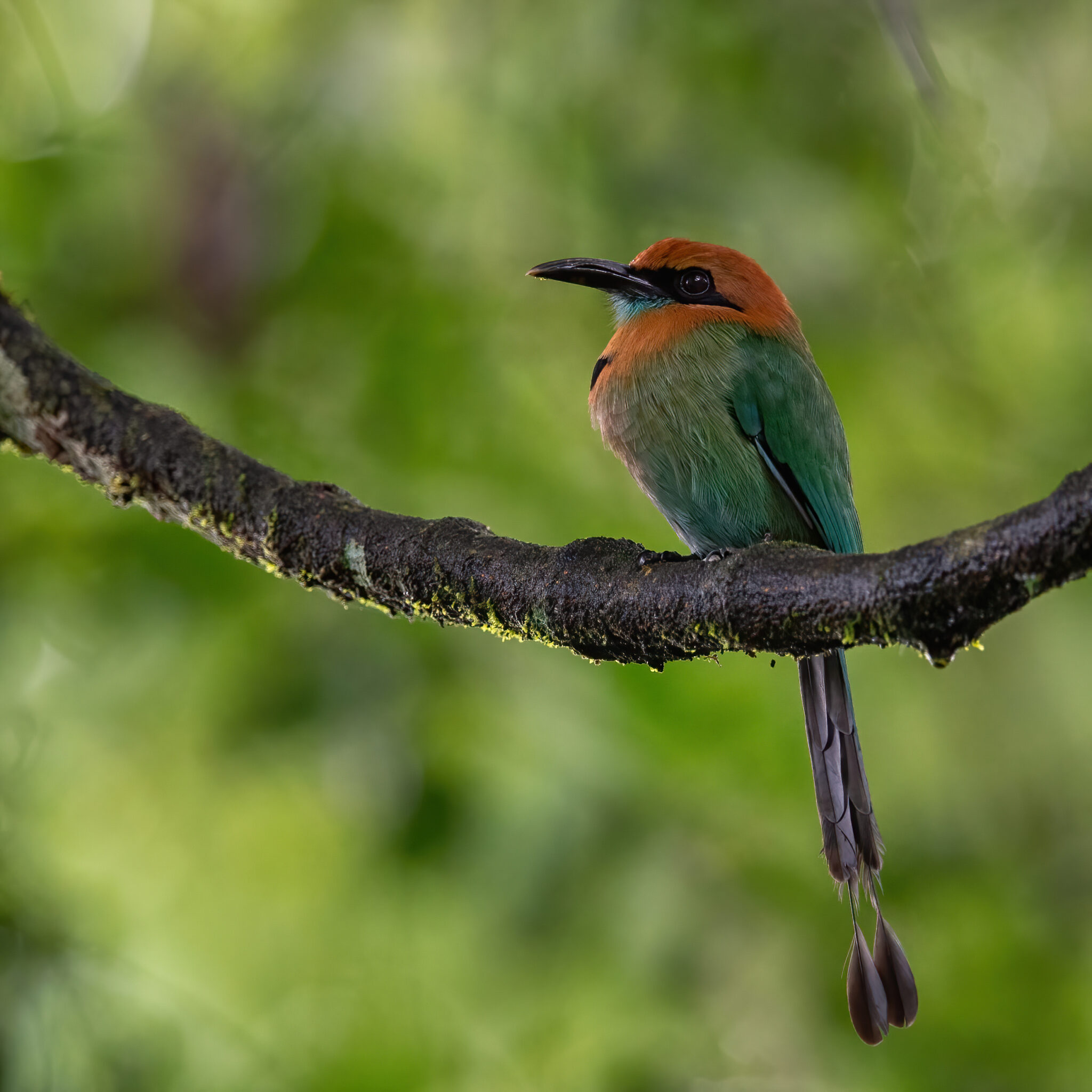 Zimtbrustmotmot