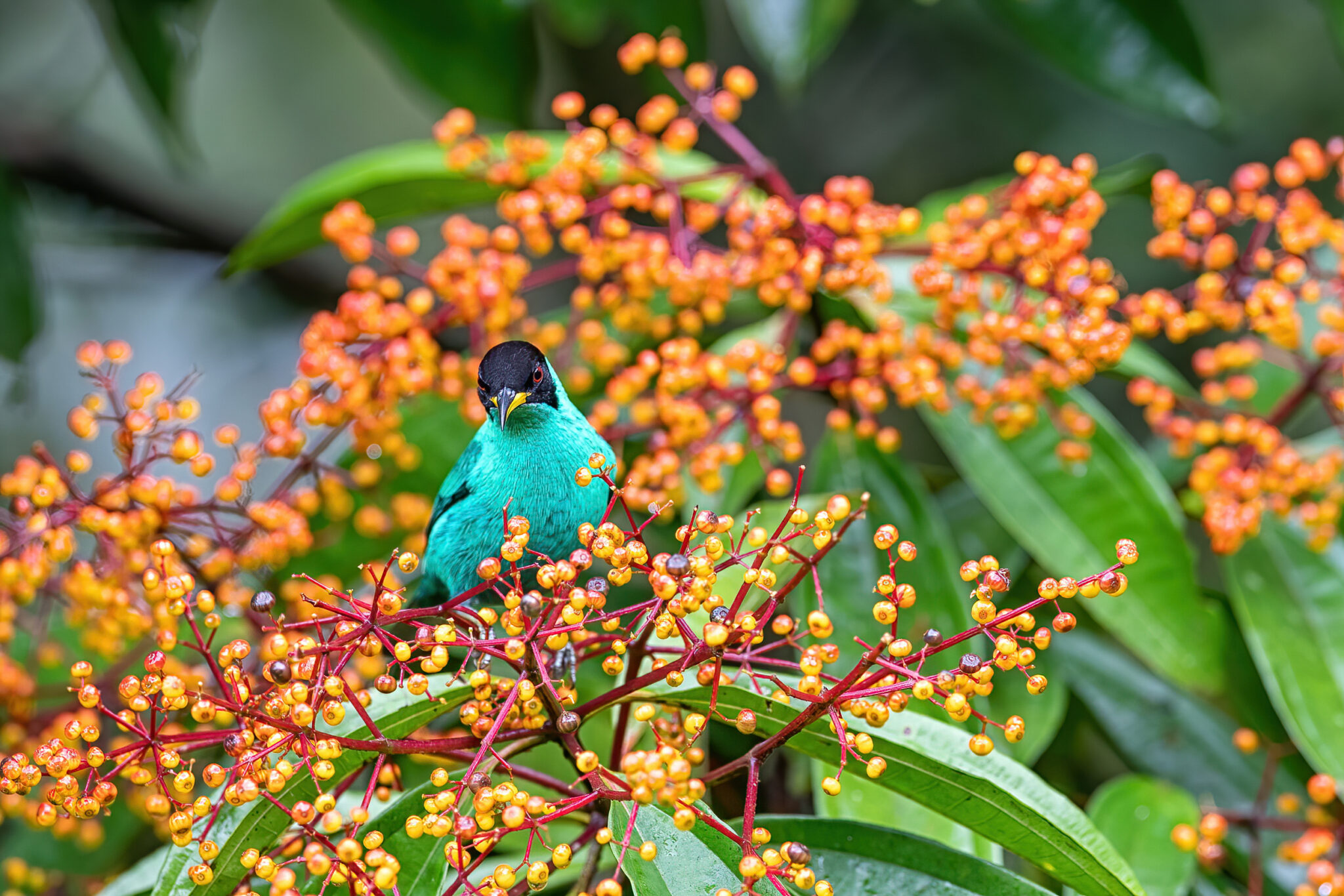 Green Honeycreeper (male)
