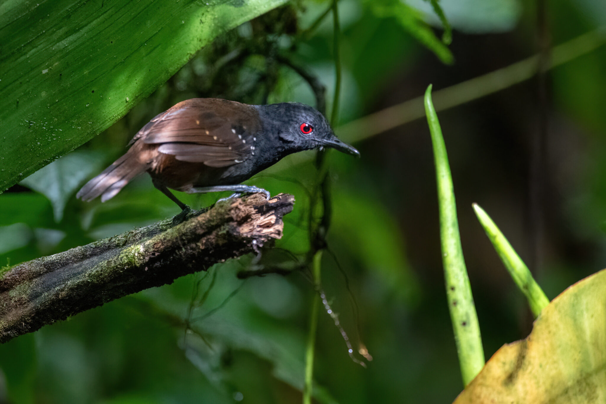 Grauscheitel-Ameisenvogel