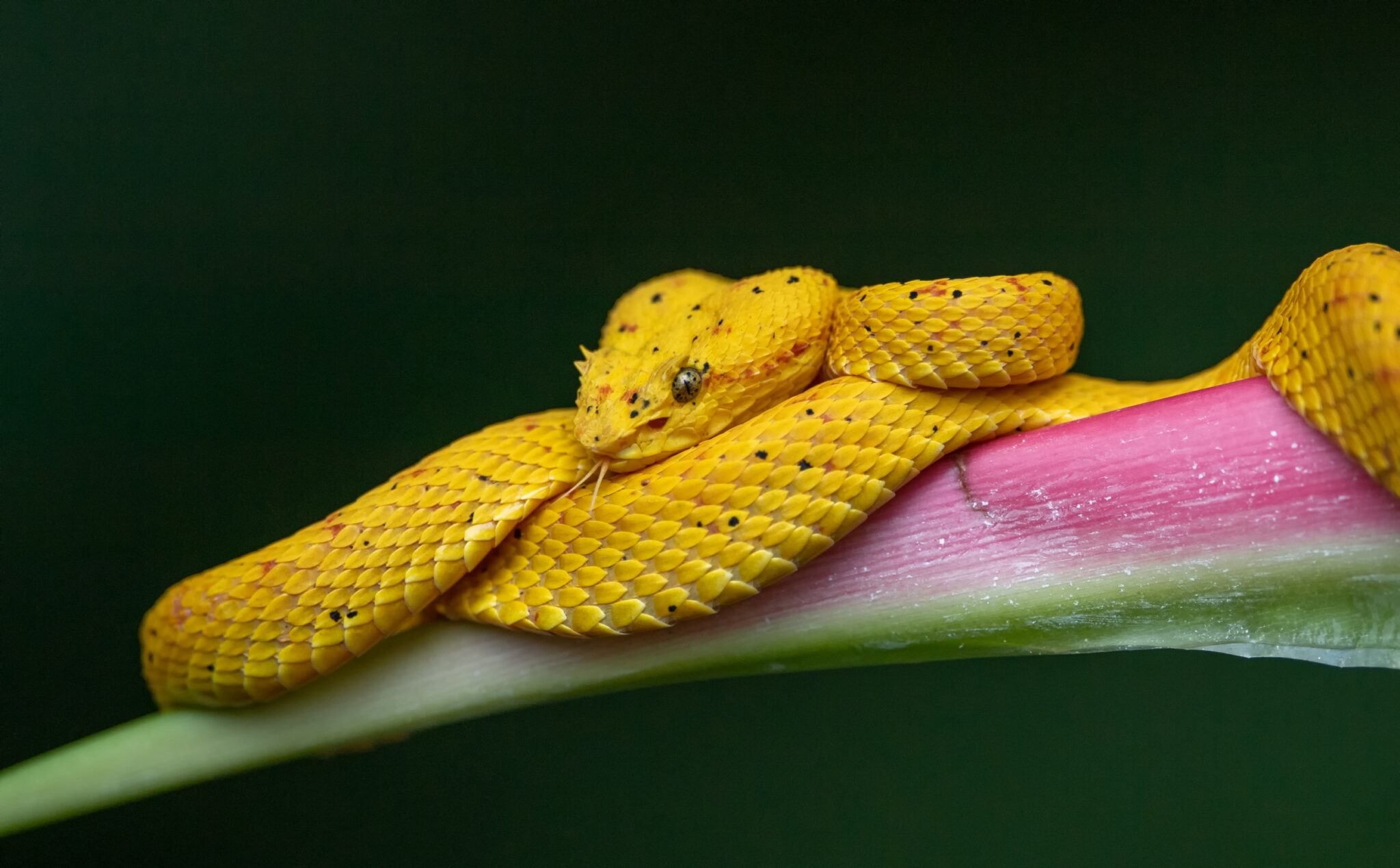 Greifschwanz_Lanzenotter