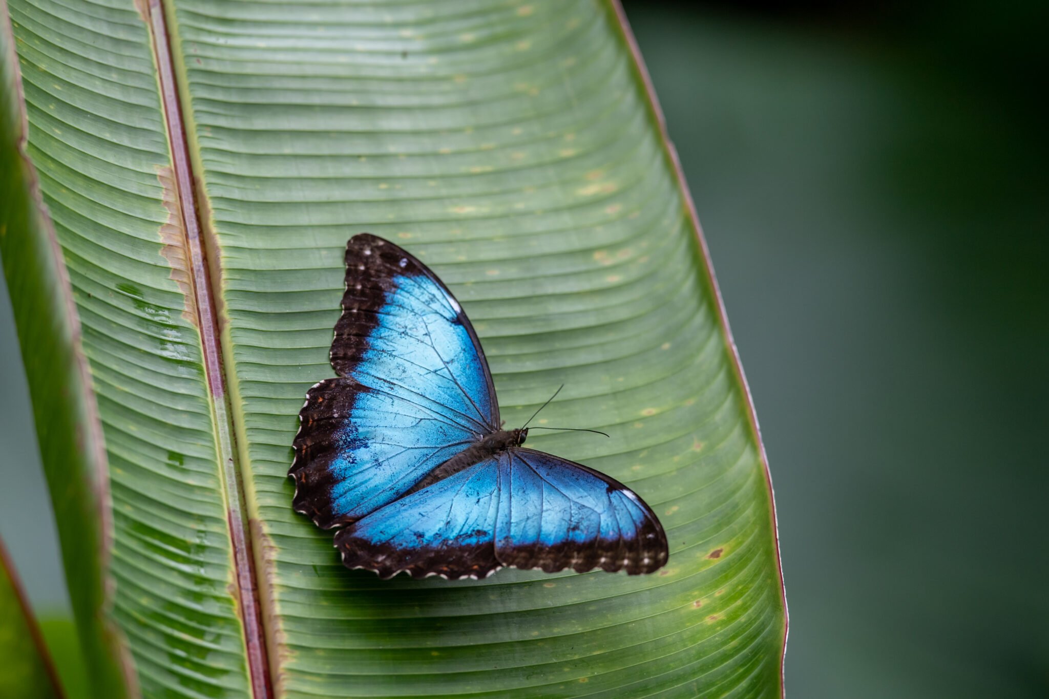 Morphofalter (9 bis 15 cm Spannweite)