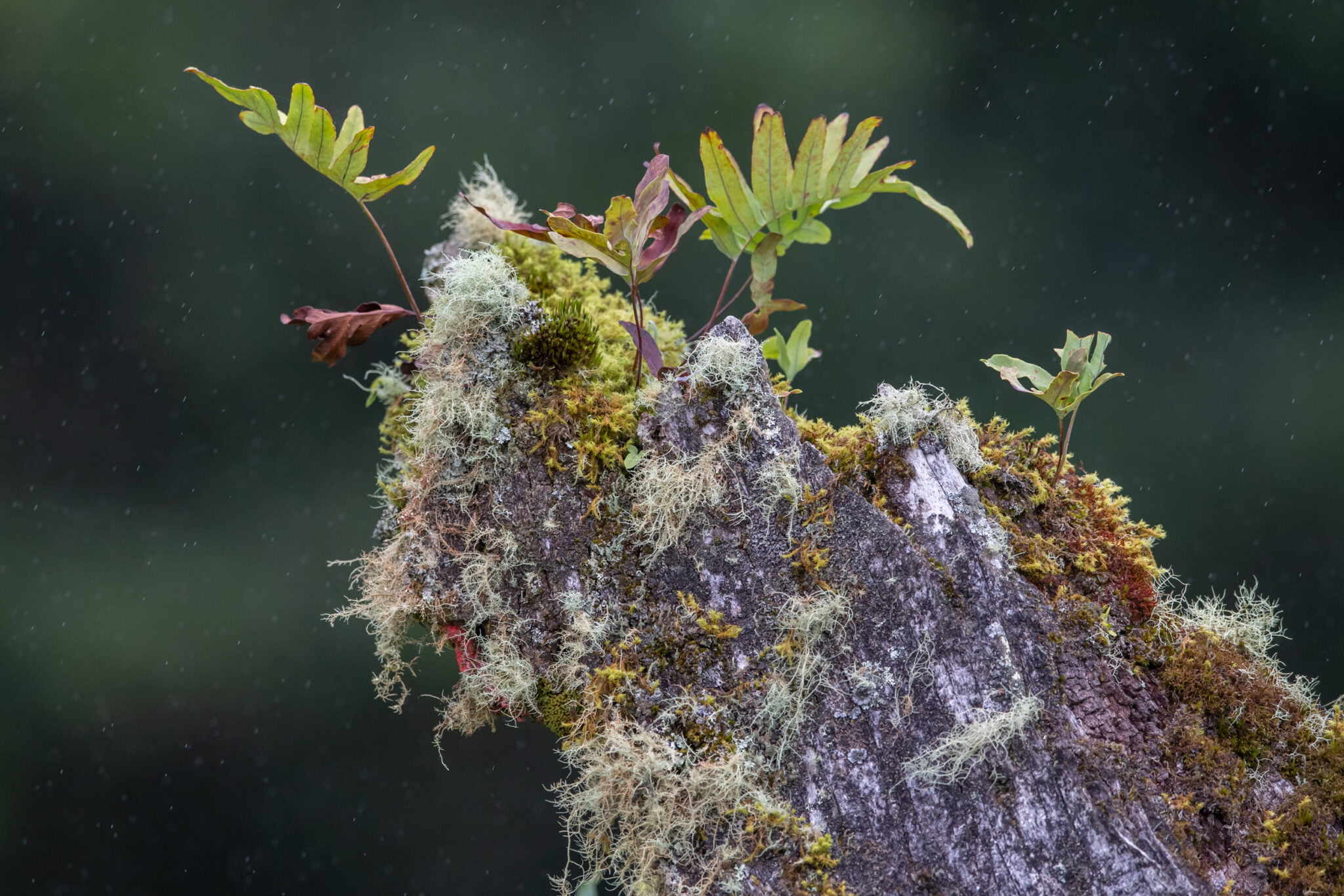 Naturziege oder Heuschrecke - by nature
