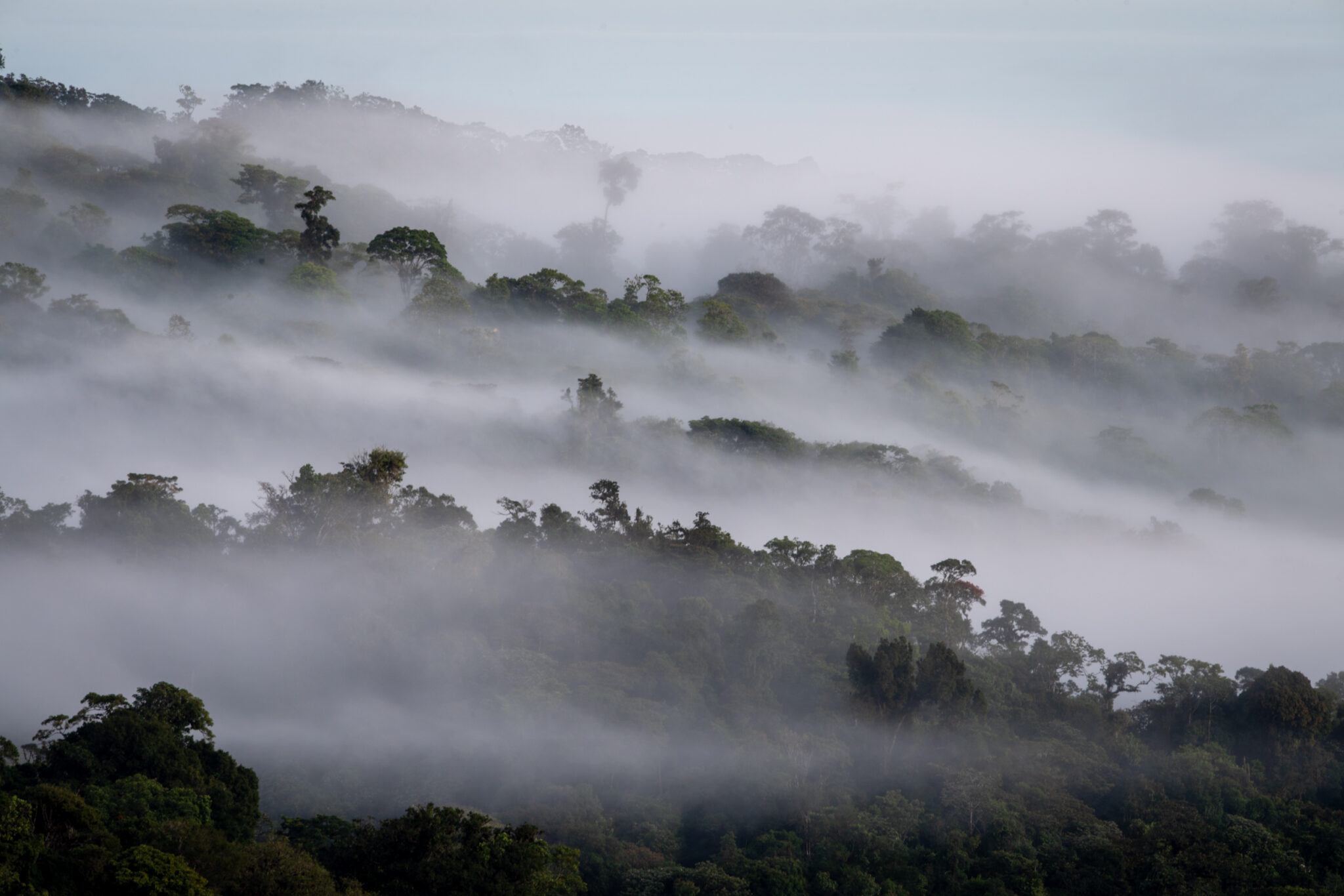 Morgenstimmung Regenwald