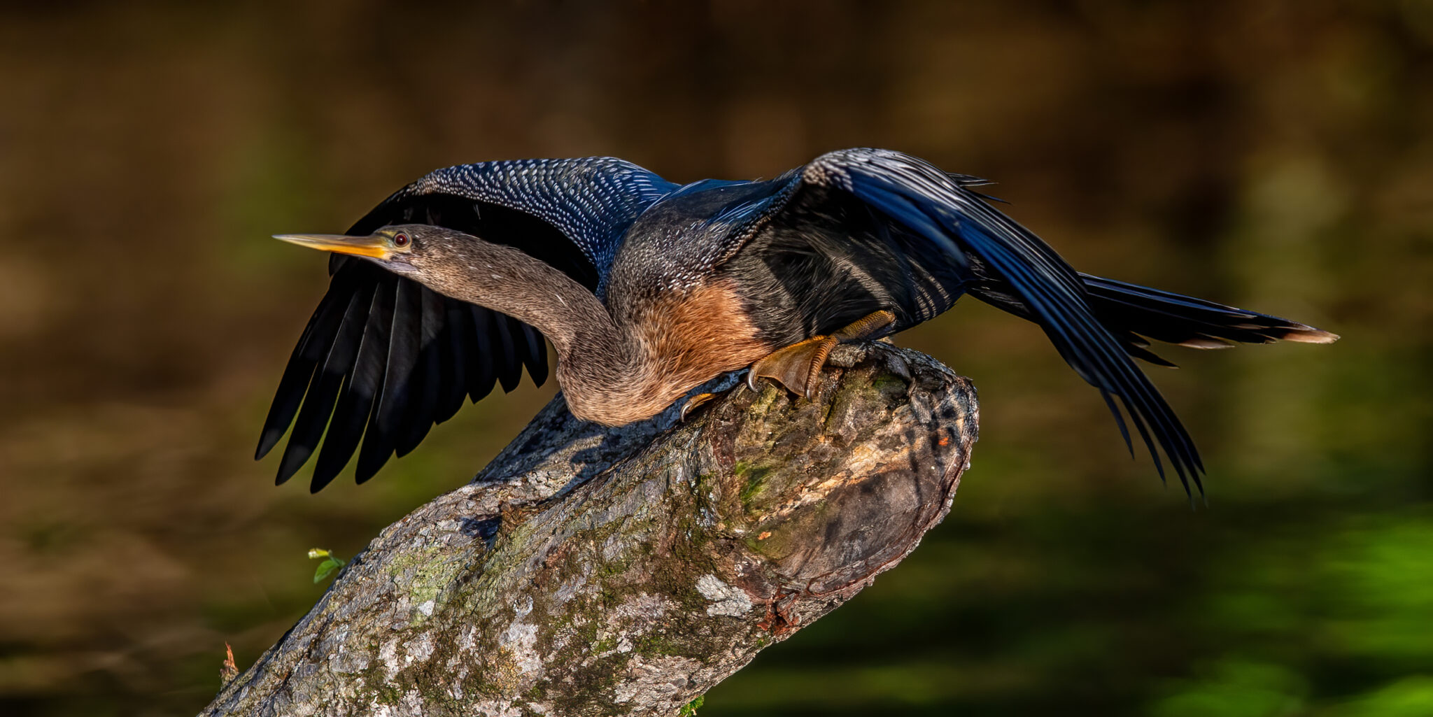 Amerikanischer Schlangenhalsvogel