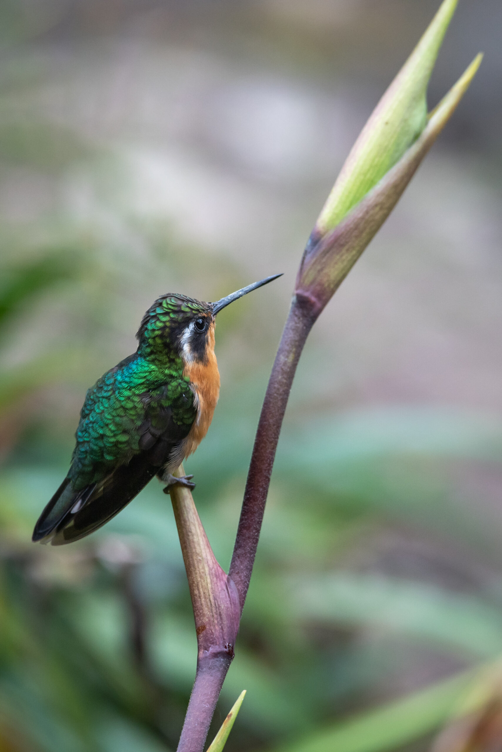 Weisskehlnymphe (offenbar hat nur das Männchen eine weisse Kehle)