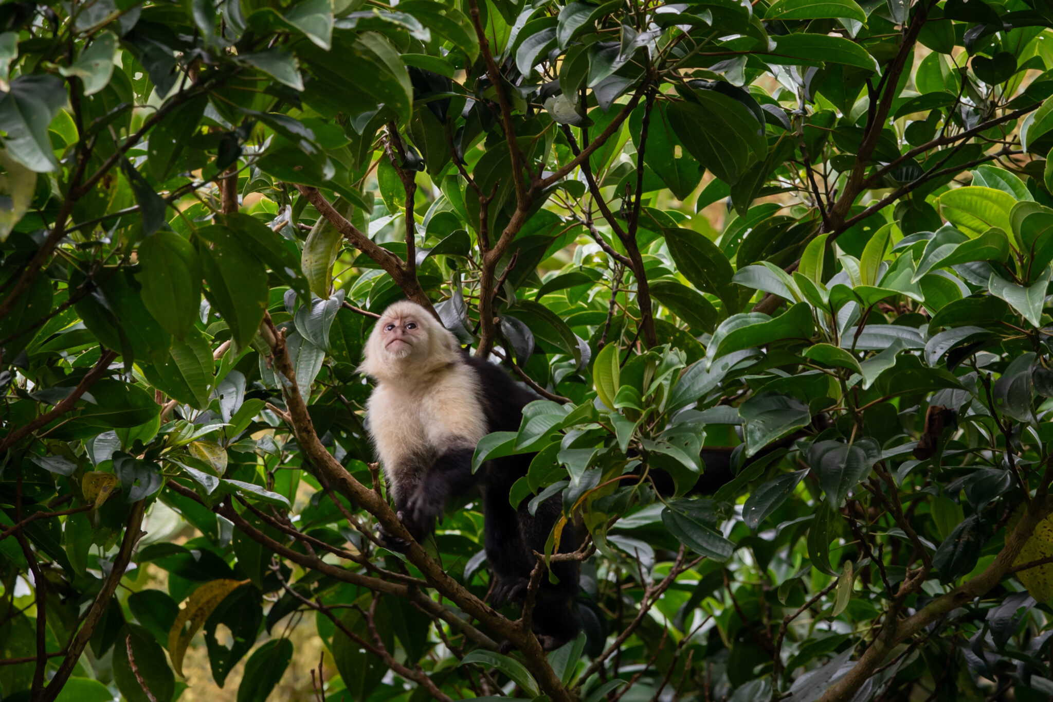 Weissschulter Kapuzineraffe