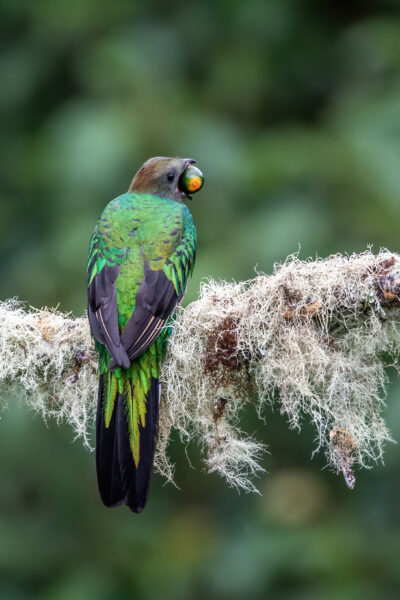 Quetzal Weibchen frisst eine Avocado