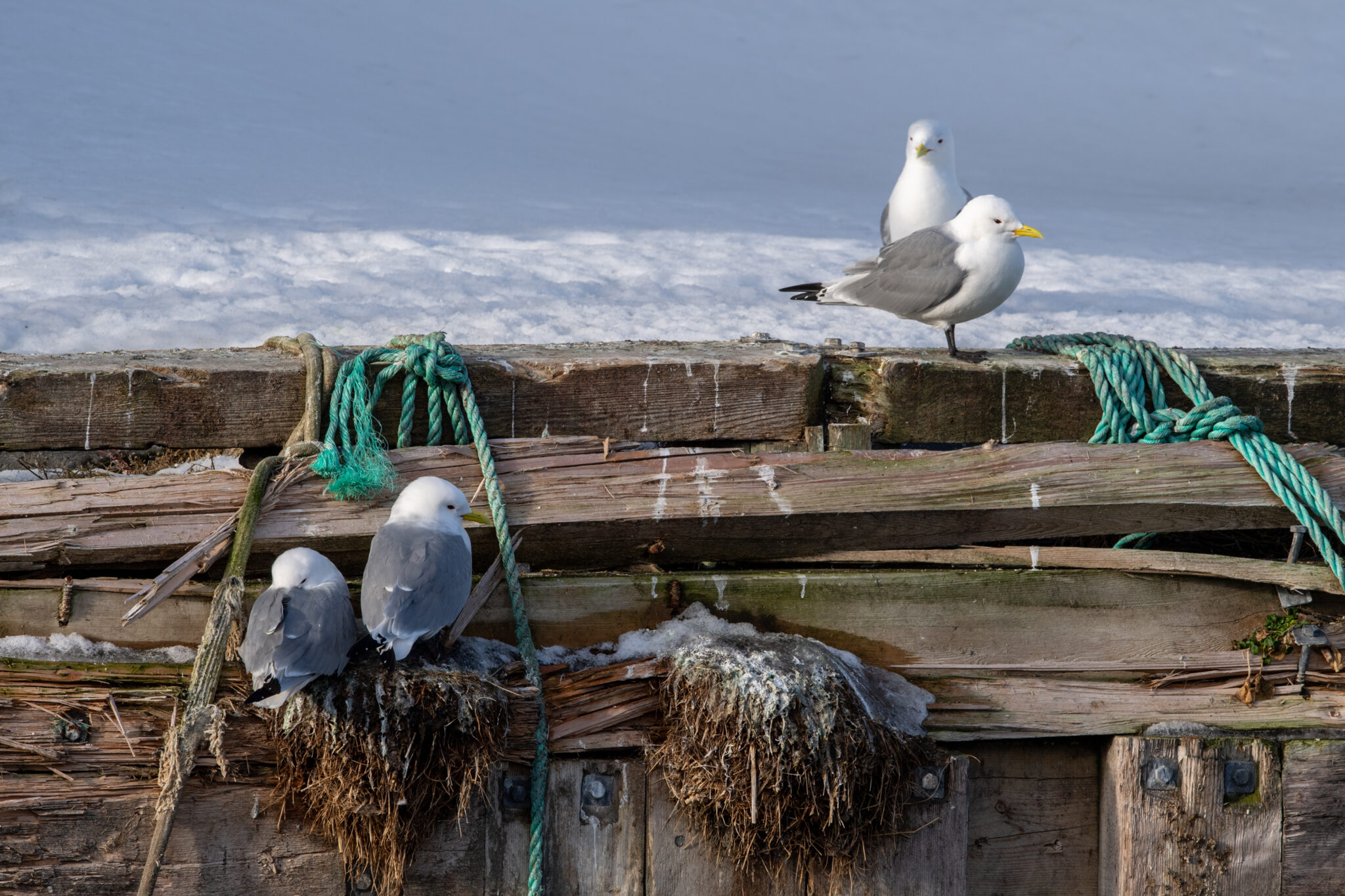 Dreizehenmoewen_Vardo_Varanger