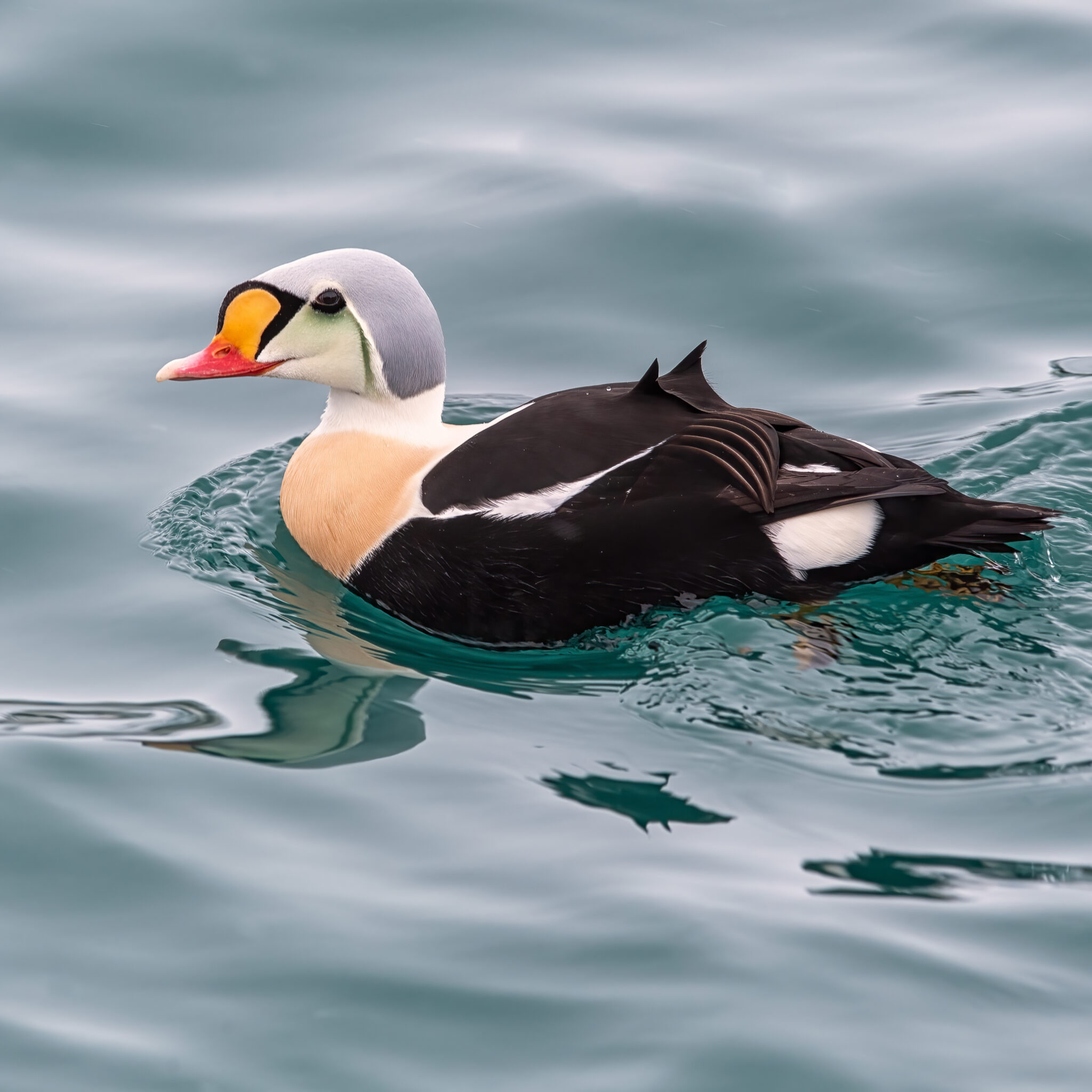 Prachteiderente_Batsfjord_Varanger