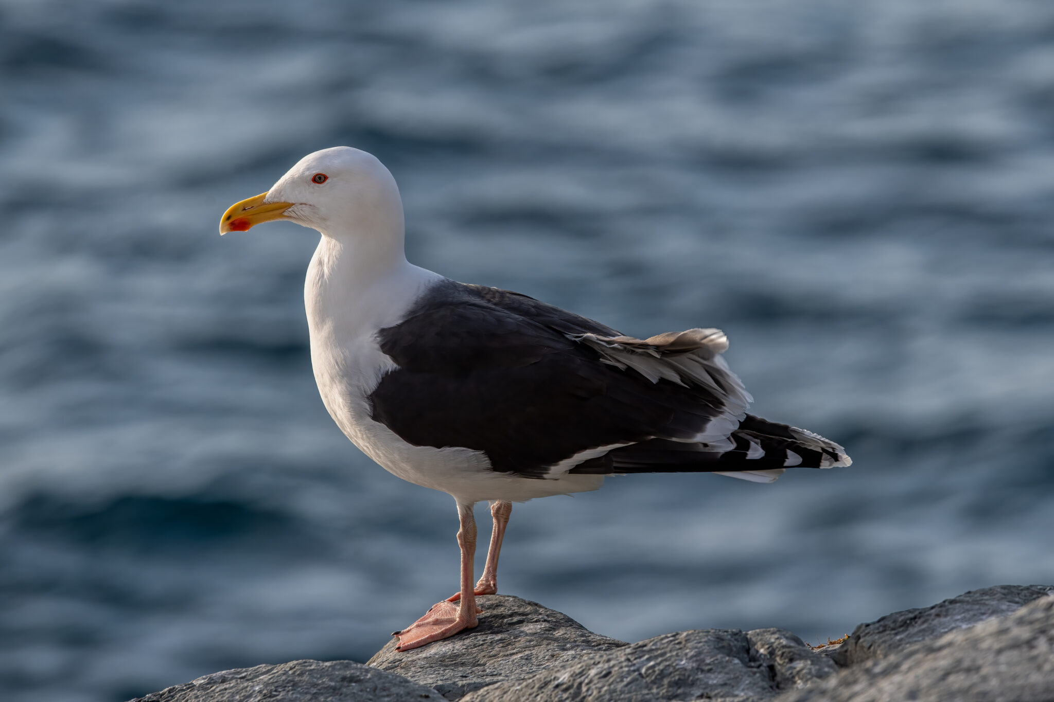 Mantelmoewe_Varanger