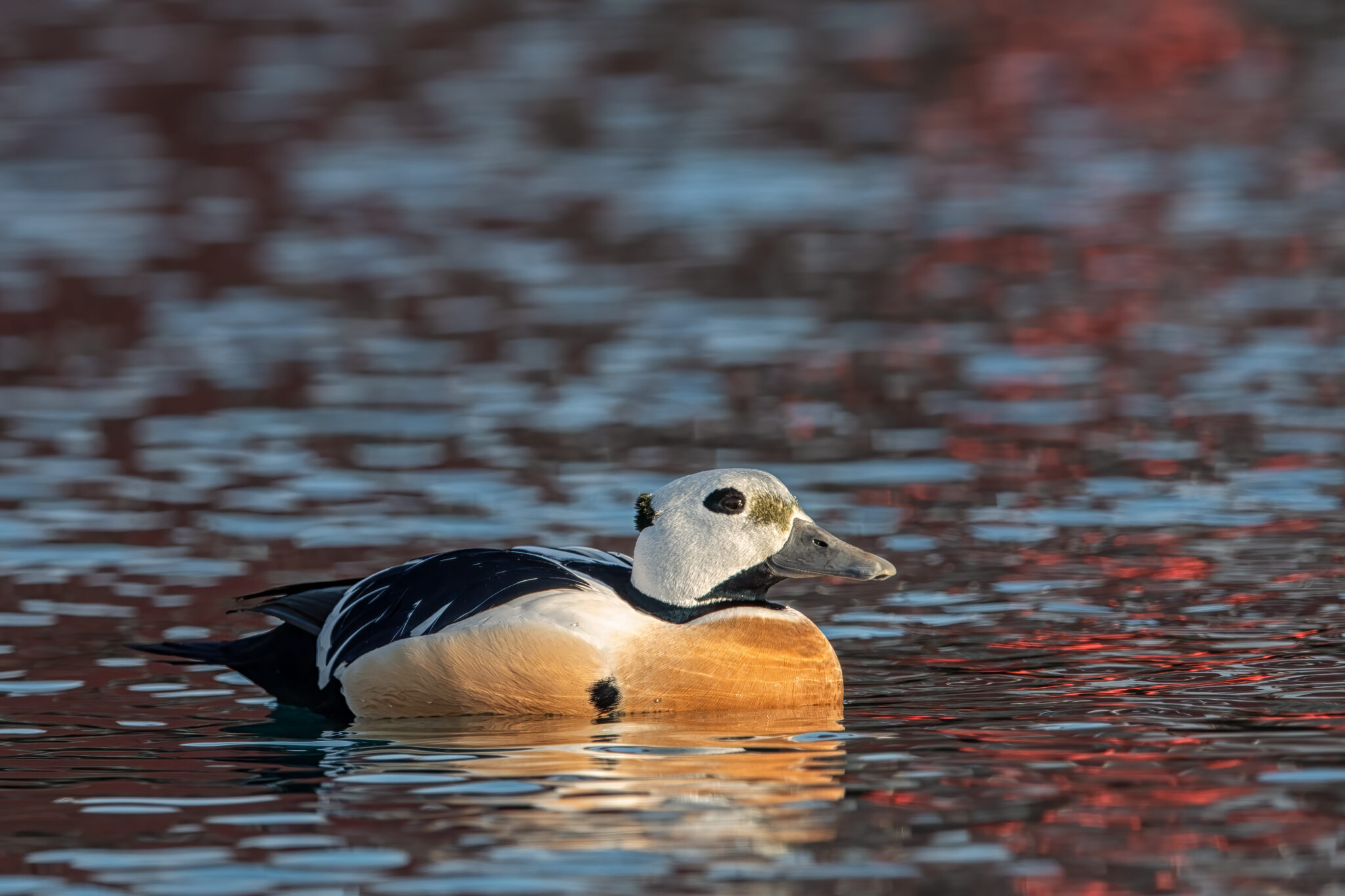 Scheckente_Batsfjord_Varanger