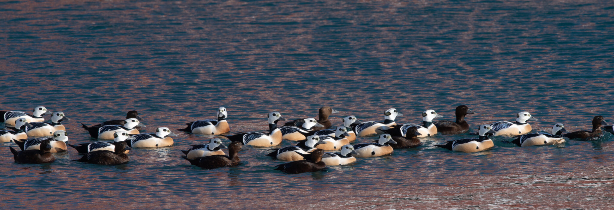 Scheckenten_Batsfjord_Varanger