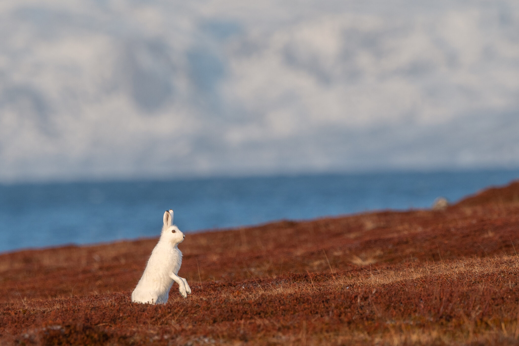 Schneehase_Vadso_Varnager