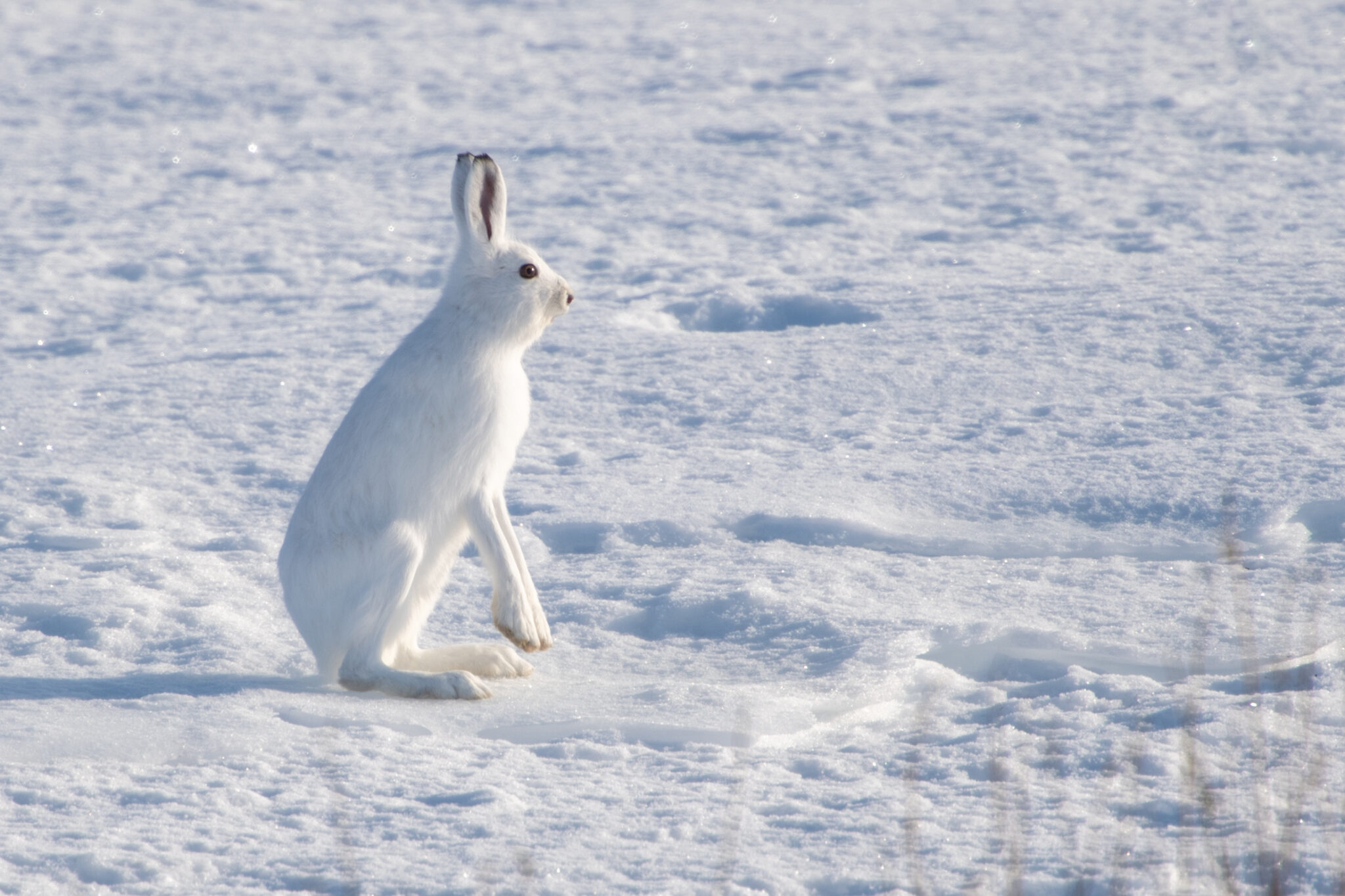 Schneehase_Vadso_Varnager