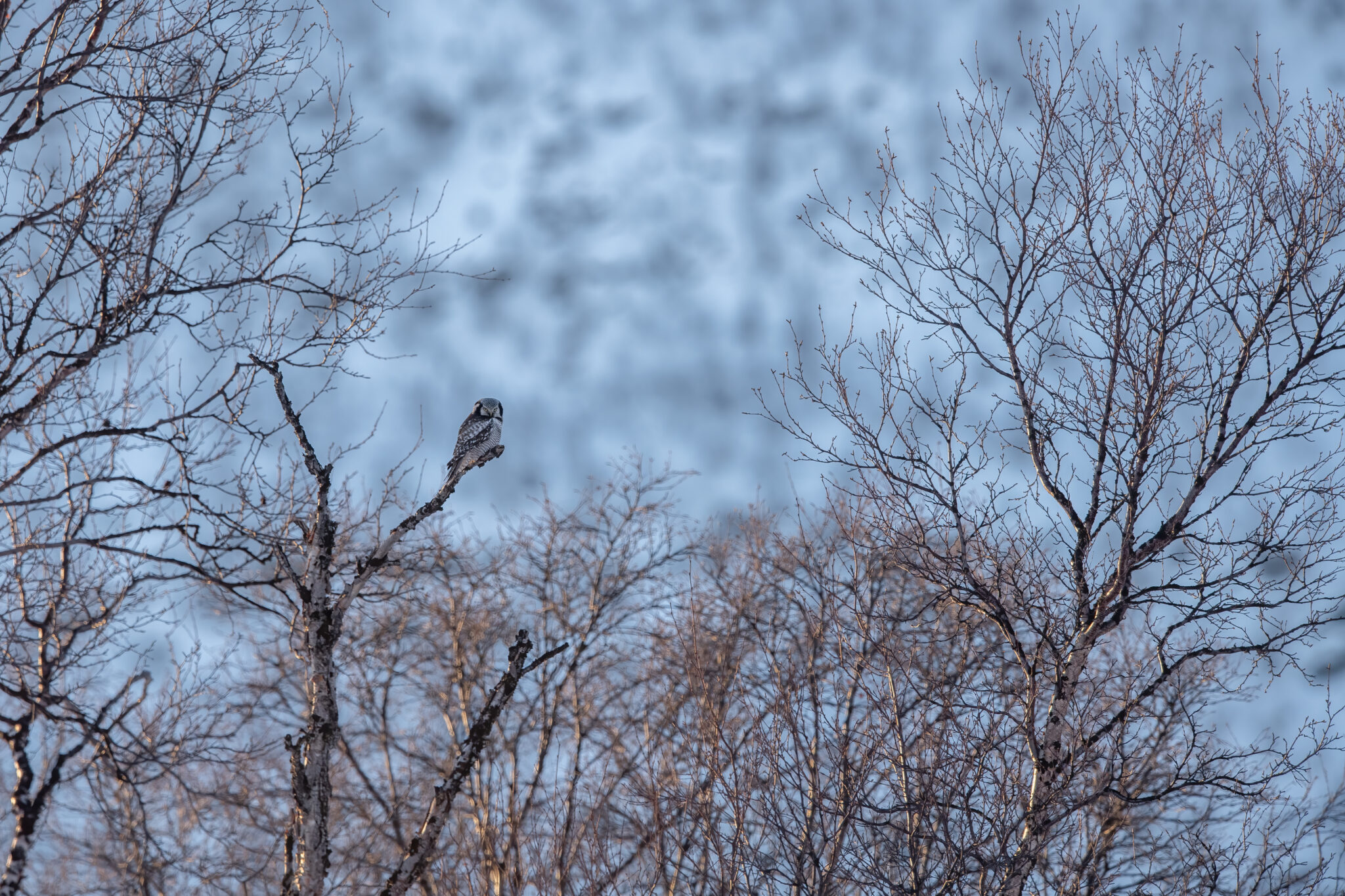 Sperbereule_Norwegen