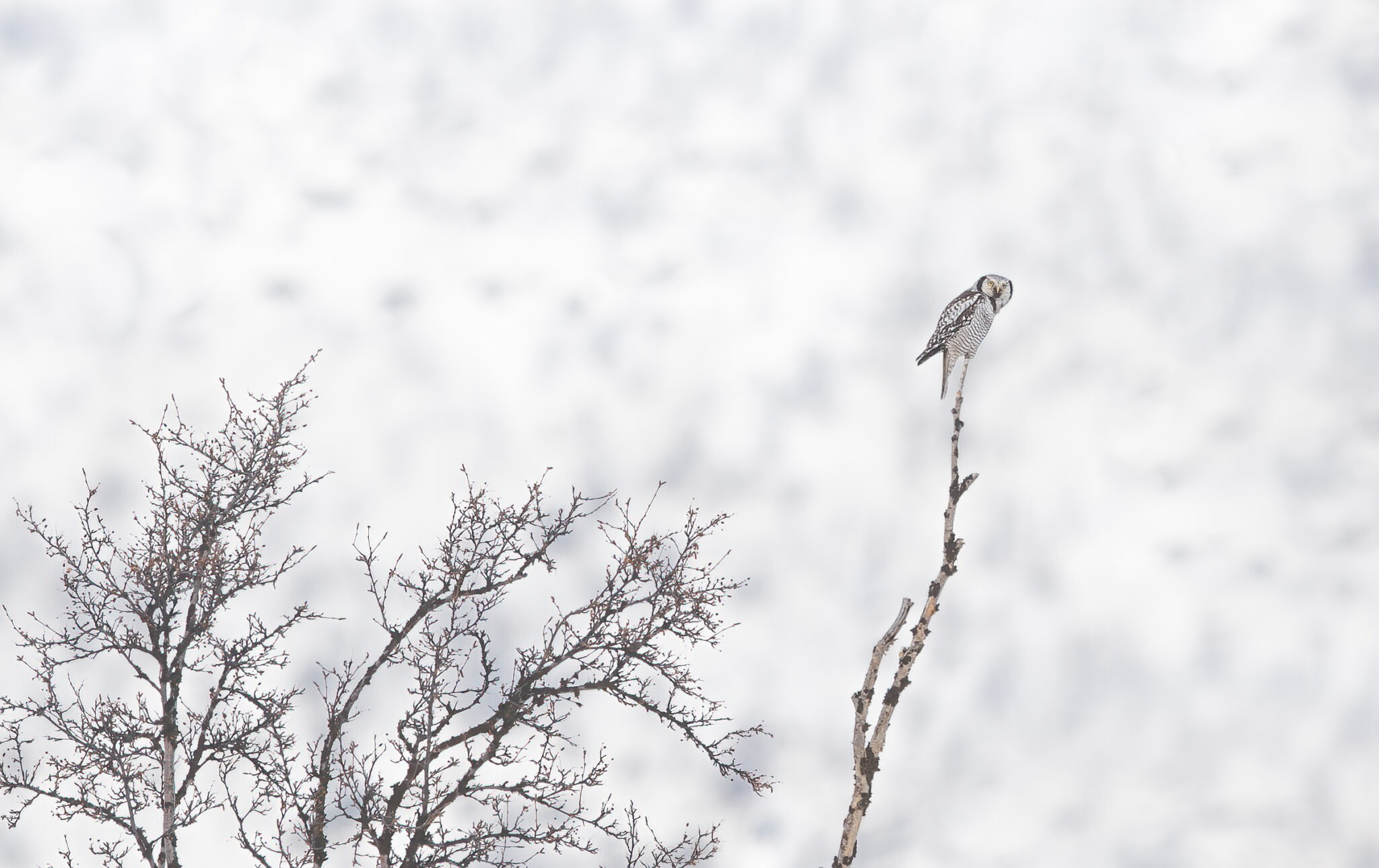 Sperbereule_Norwegen
