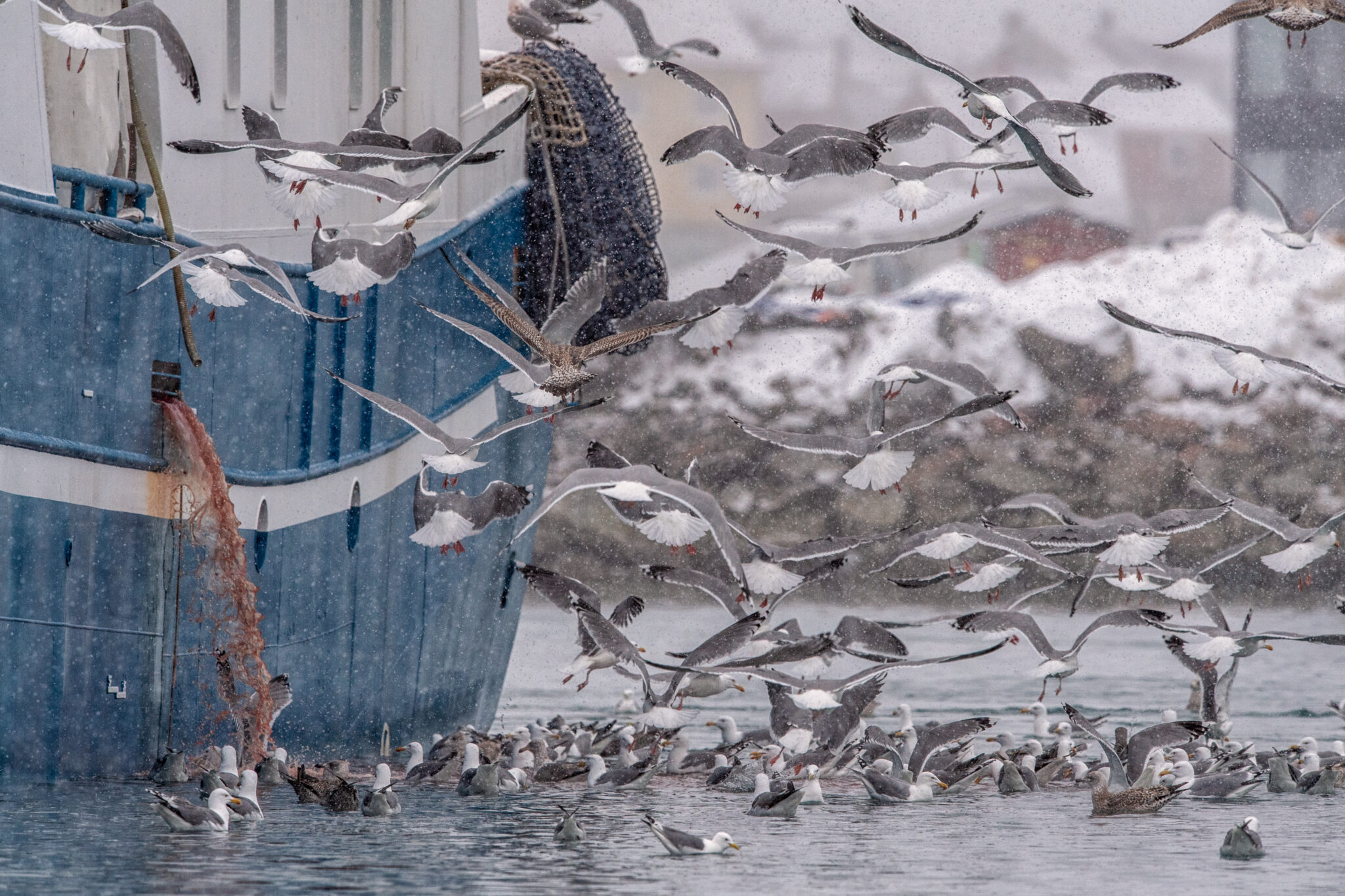 Sturmmoewen_Mantelmoewen_Varanger