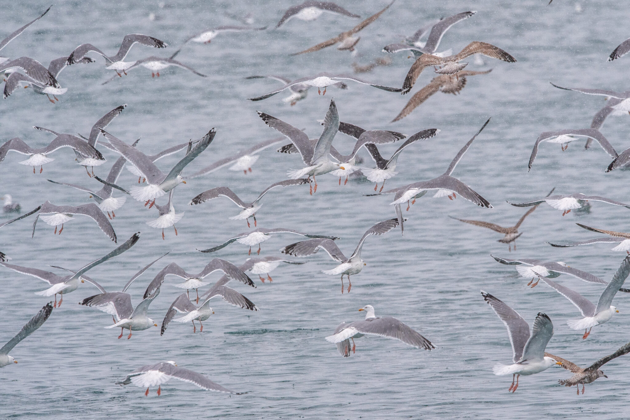 Sturmmoewen_Mantelmoewen_Varanger