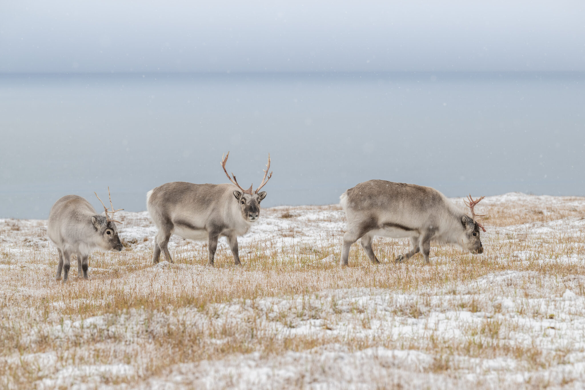 Spitzbergen-Rentier (endemische Unterart)