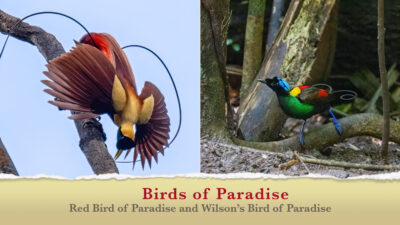 Film Birds of Paradise
