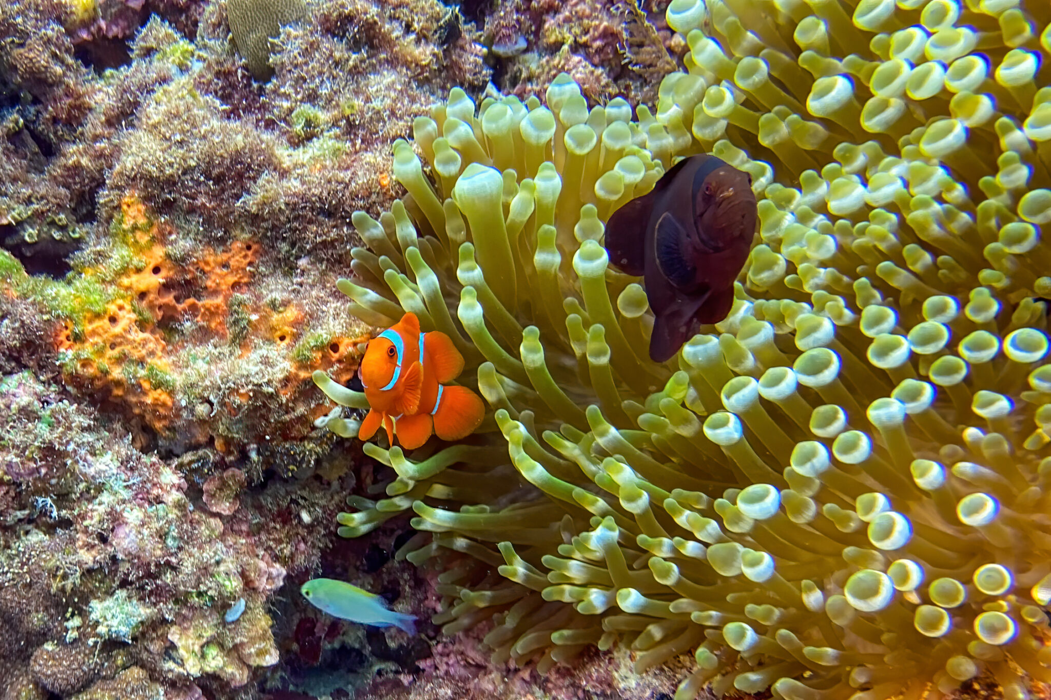Arborek_Clownfish_03