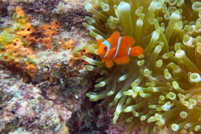 Arborek_House_Reef_Clownfish
