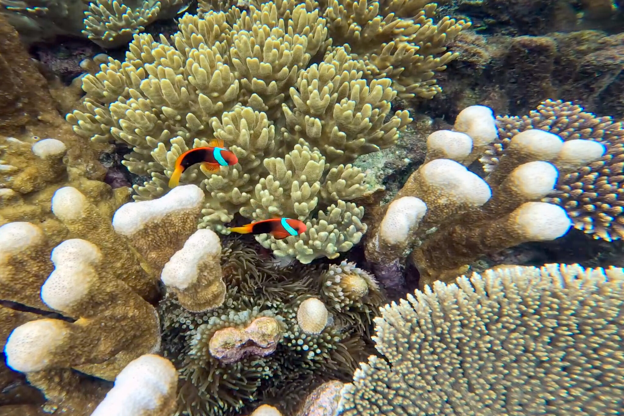 Arborek_House_Reef_Clownfish