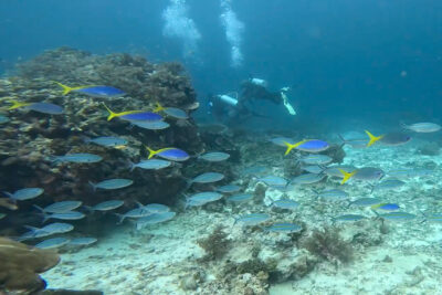 Arborek_House_Reef_Fusiliers_Divers
