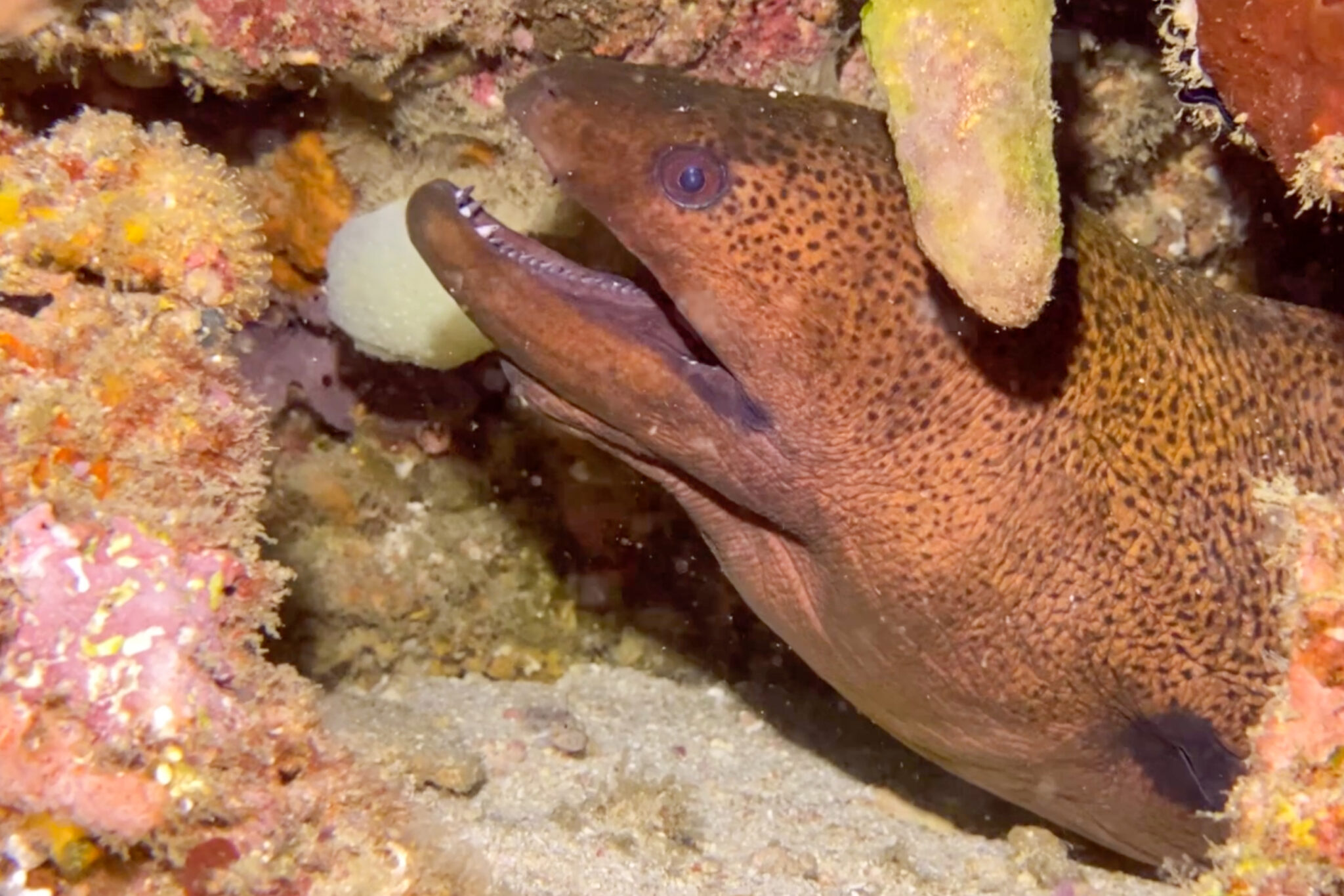 Arborek_House_Reef_Moray_Eel