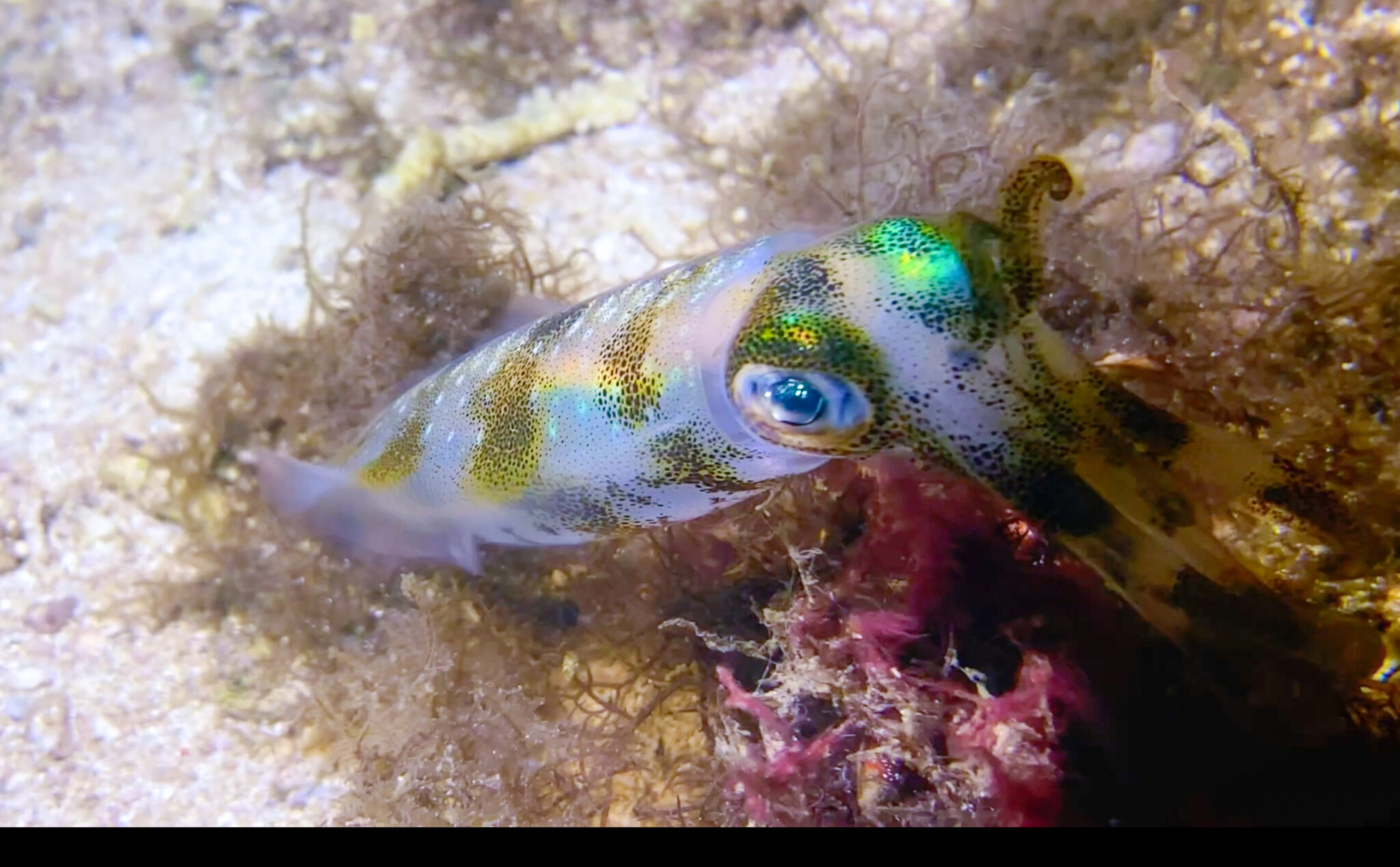 Arborek_House_Reef_Squit