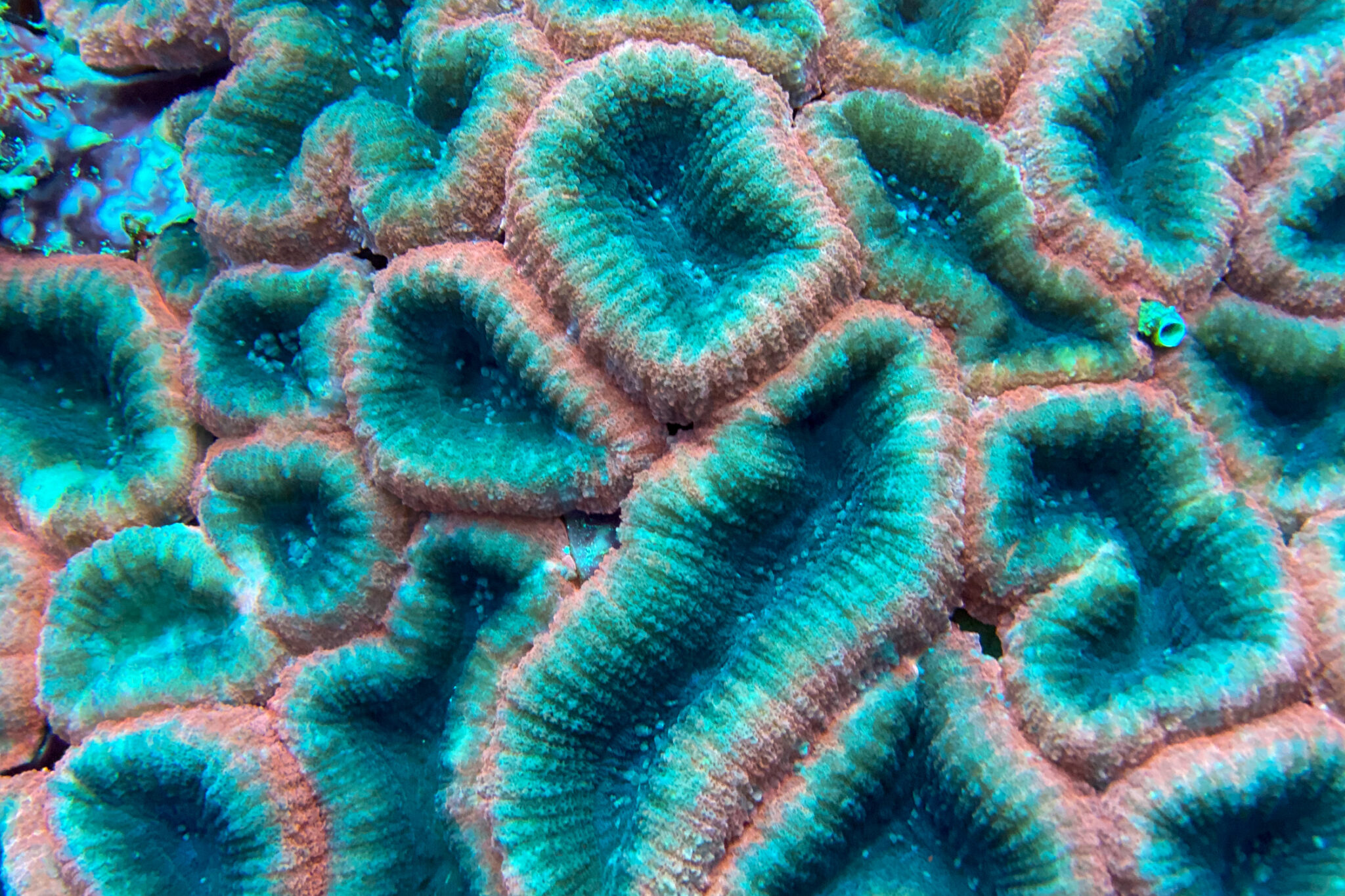 Arborek_House_Reef_Structure