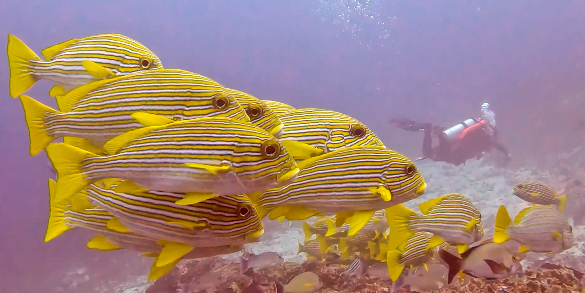 Arborek_House_Reef_Sweetlips