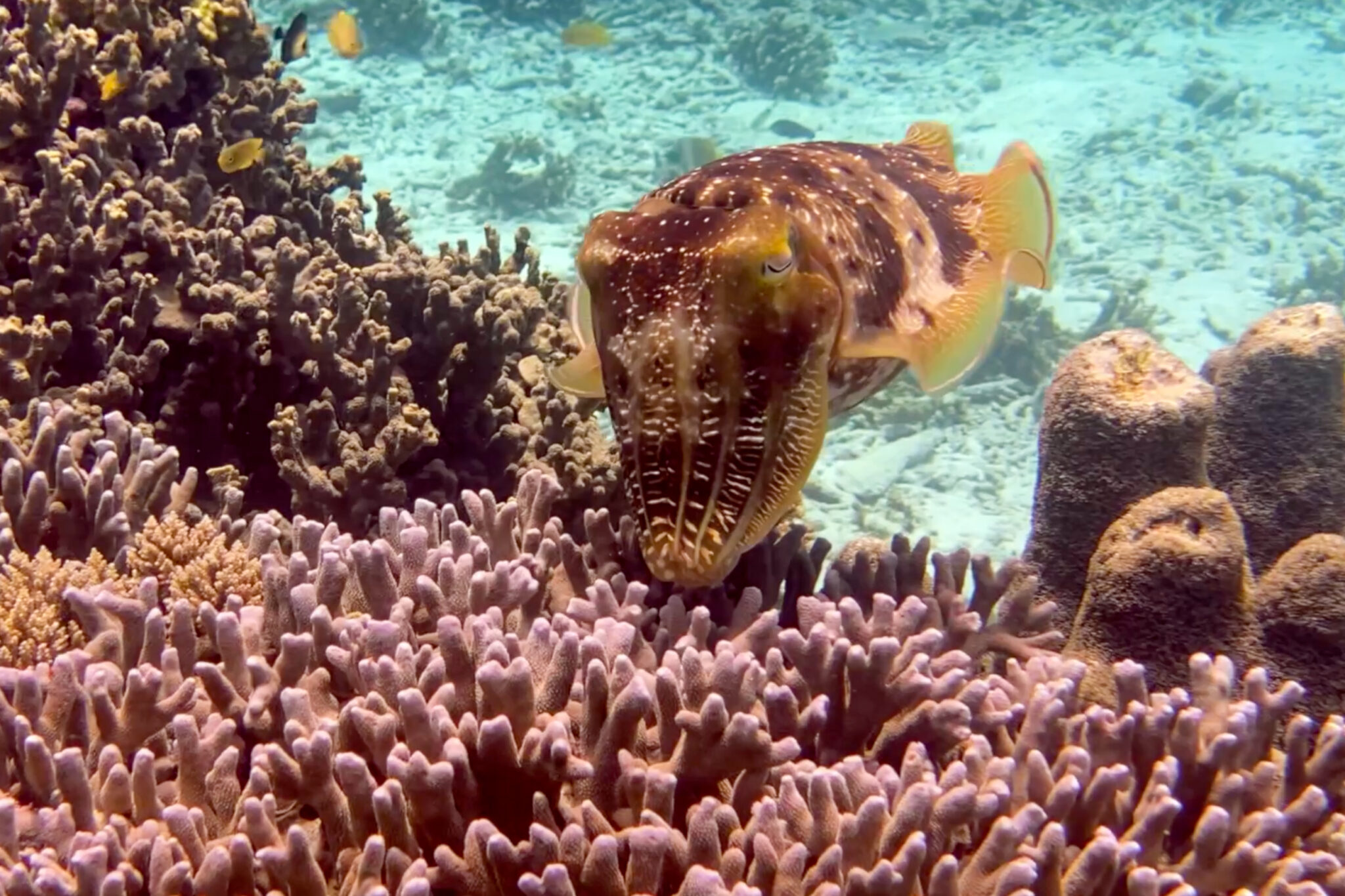 Arborek_Jetty_Cuttlefish