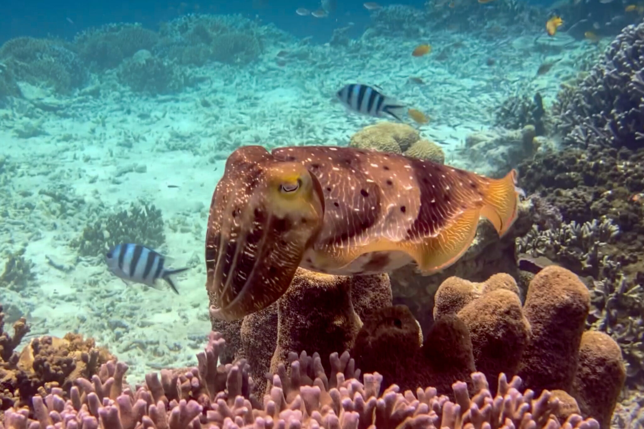 Arborek_Jetty_Cuttlefish