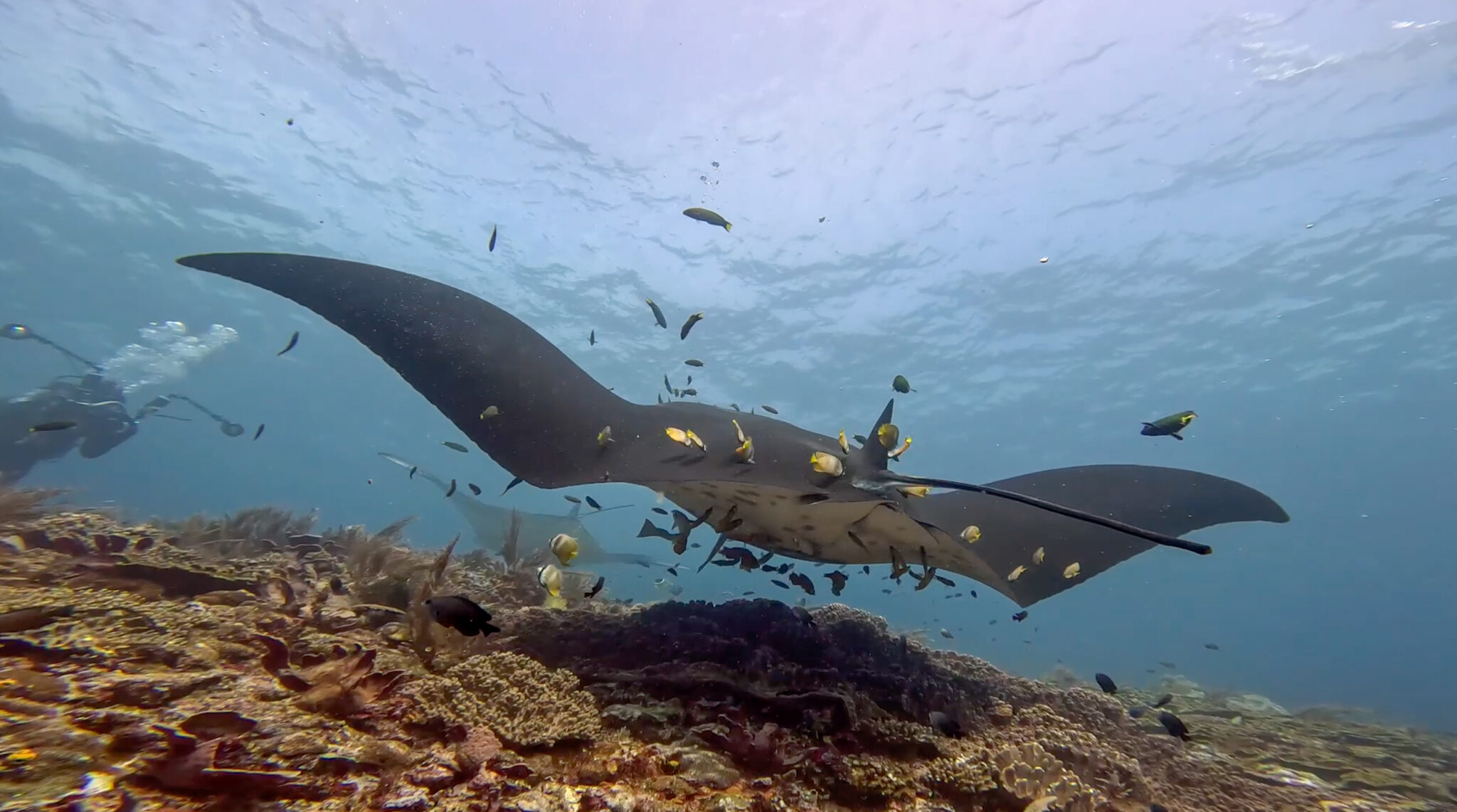 Arborek_Manta_Reef_Manta