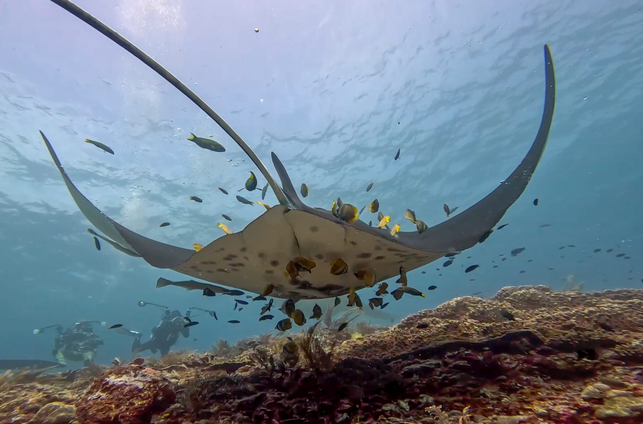 Arborek_Manta_Reef_Manta
