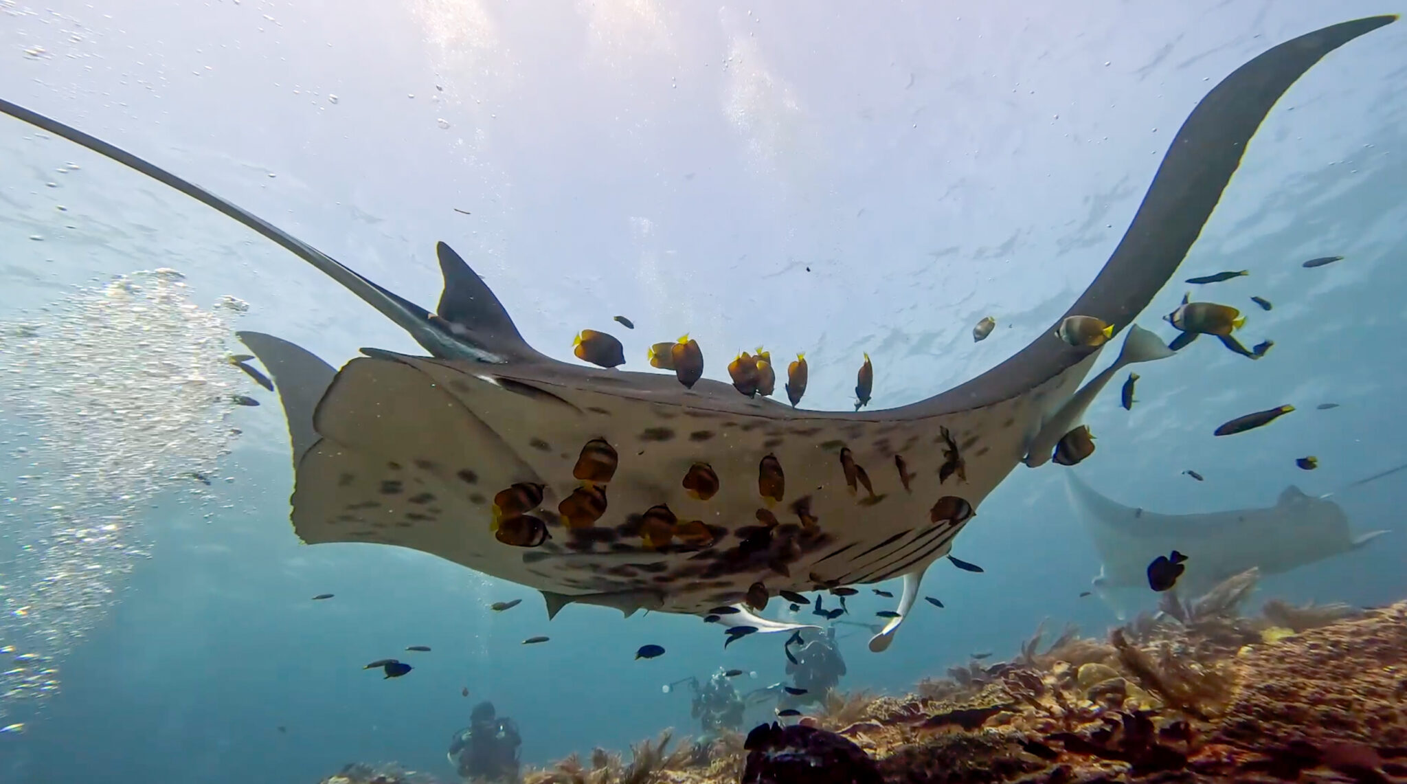 Arborek_Manta_Reef_Manta