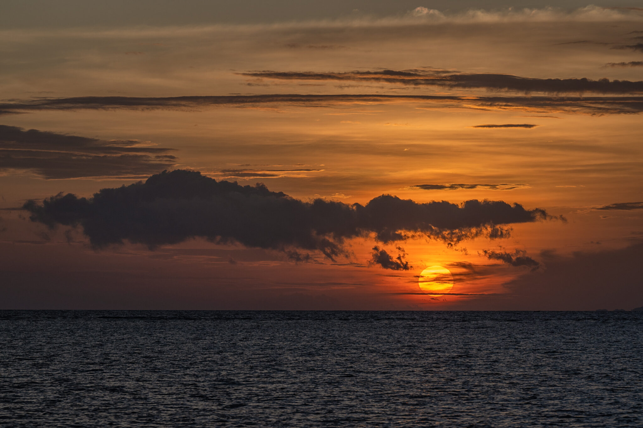 Arborek_House_Reef_Fern