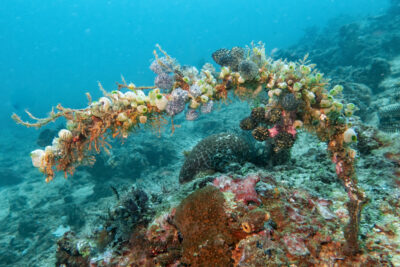 Bunte_Unterwasser_Lebewesen_Sulawesi