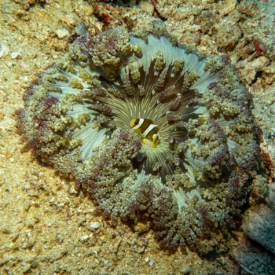 Clownfish_Sulawesi
