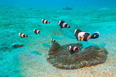 Clownfish_Sulawesi